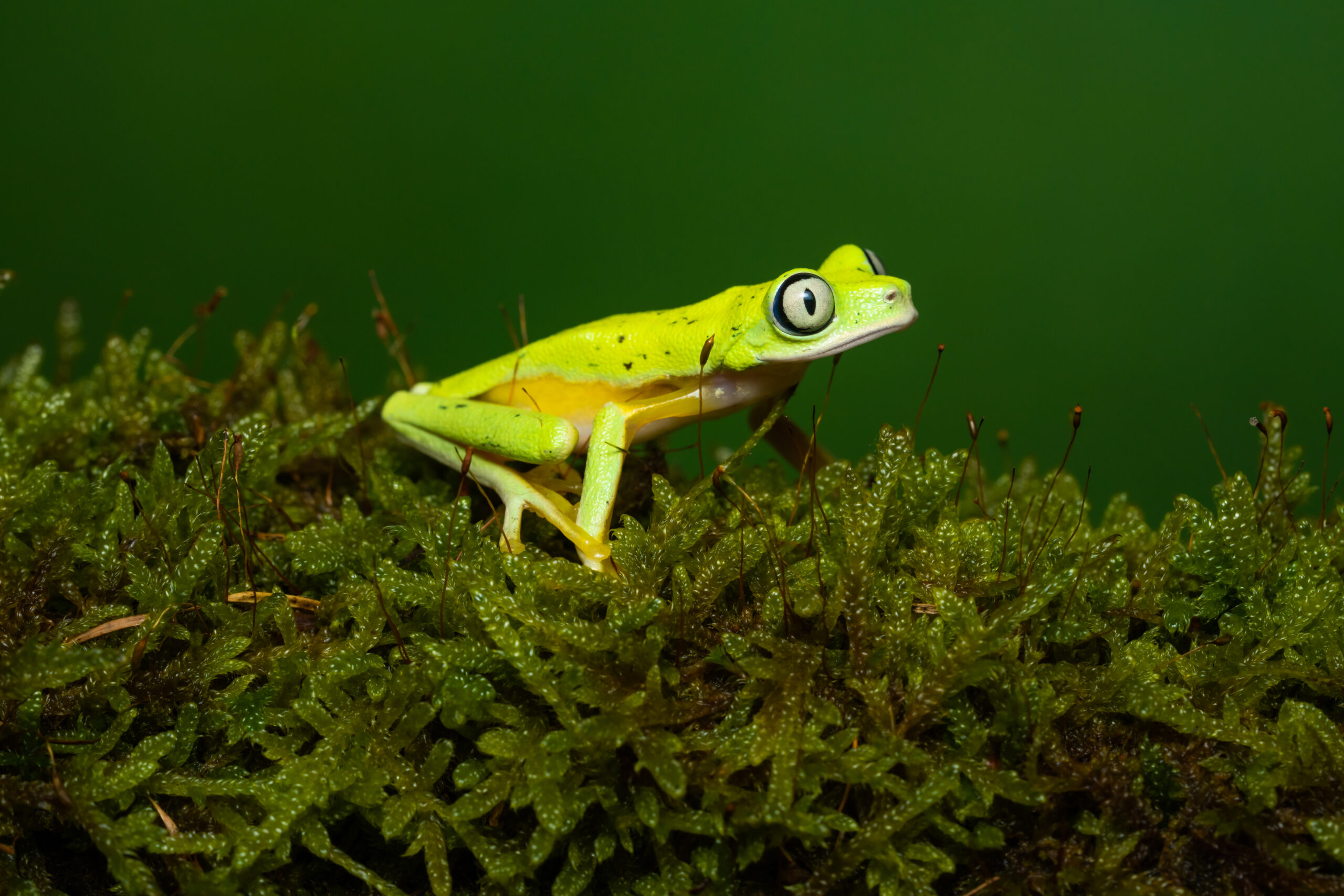 Lemur Leaf Frog