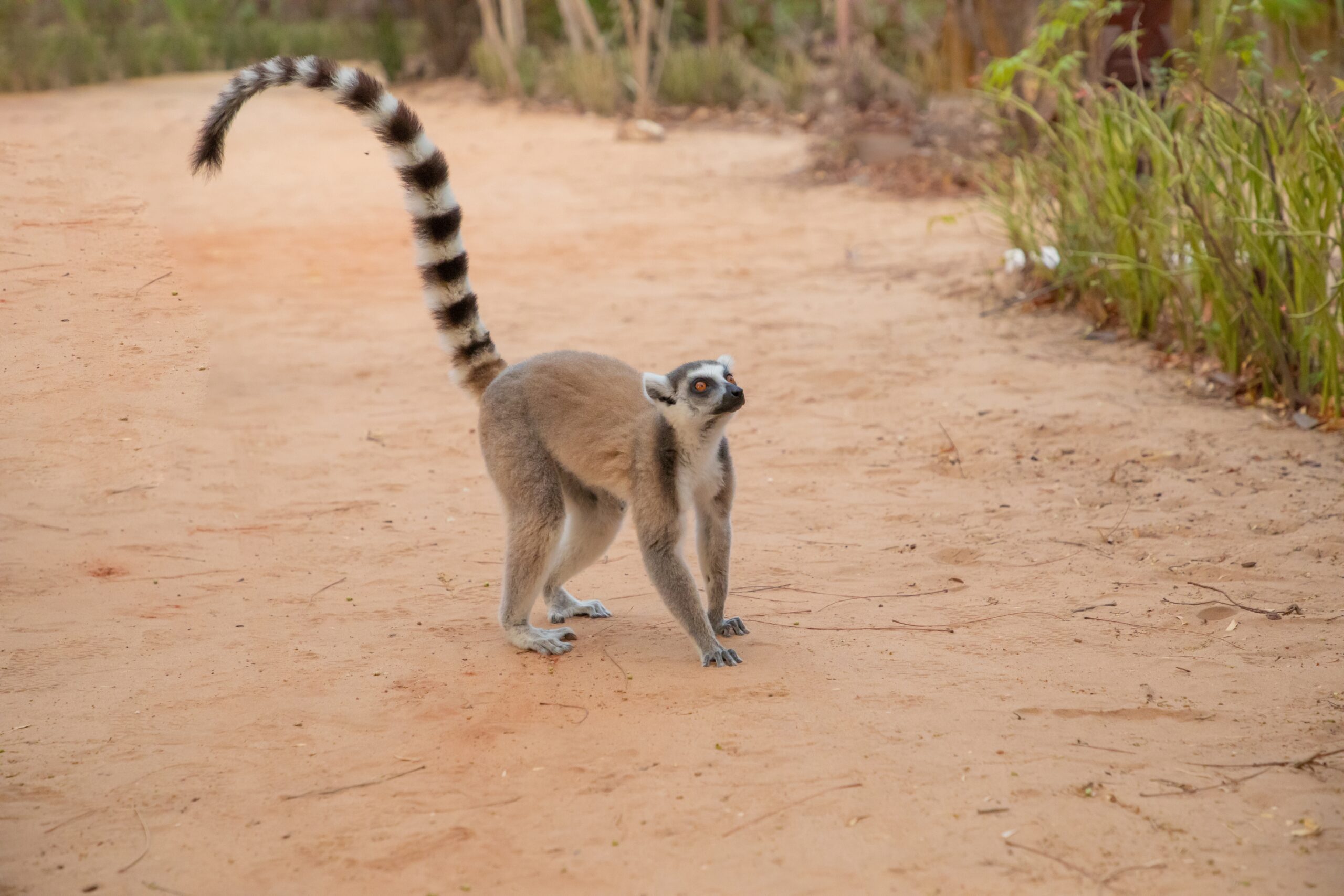 Lemur (Madagascar)