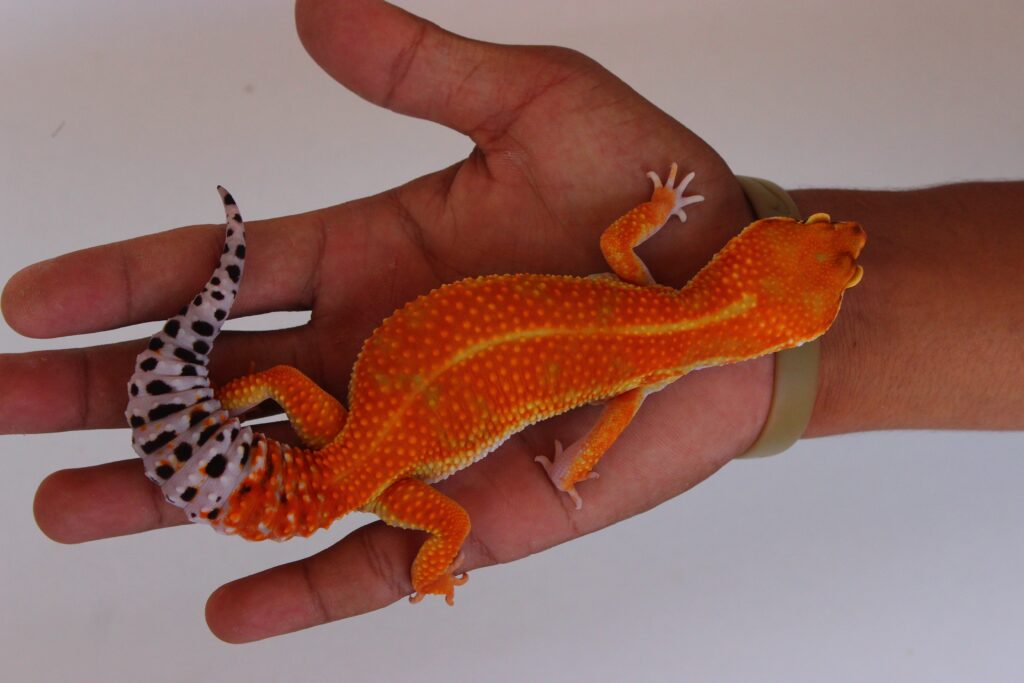 Leopard Gecko