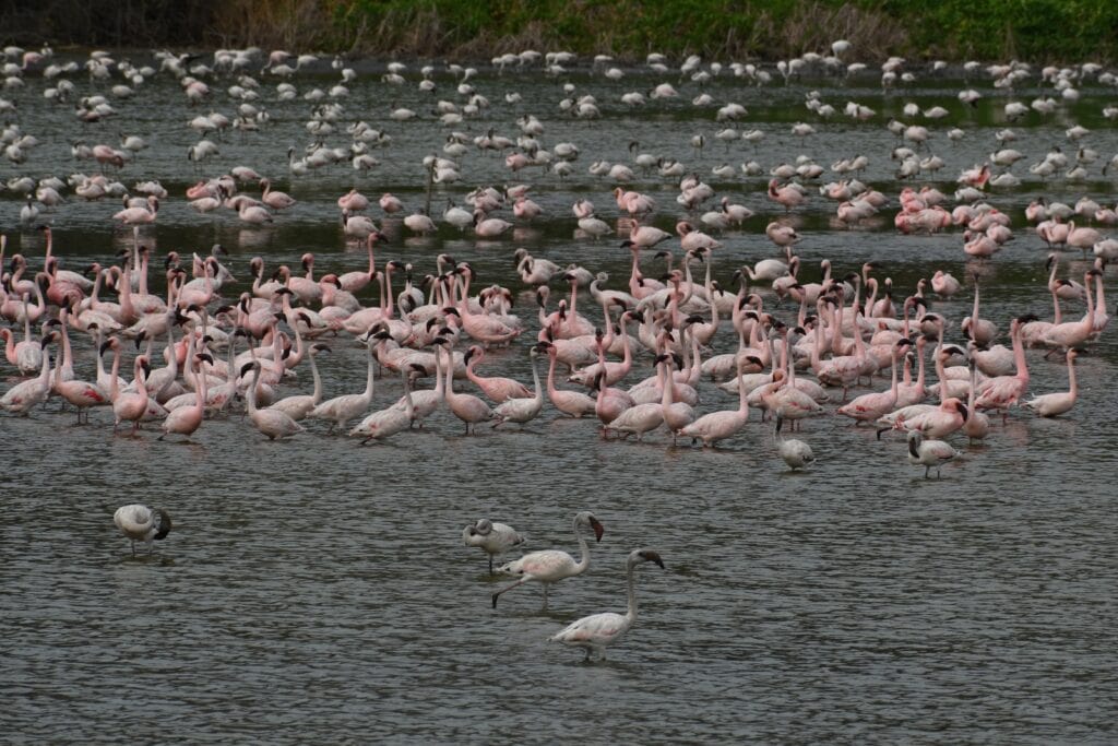 Lesser Flamingo Migration across East Africa's Rift Valley