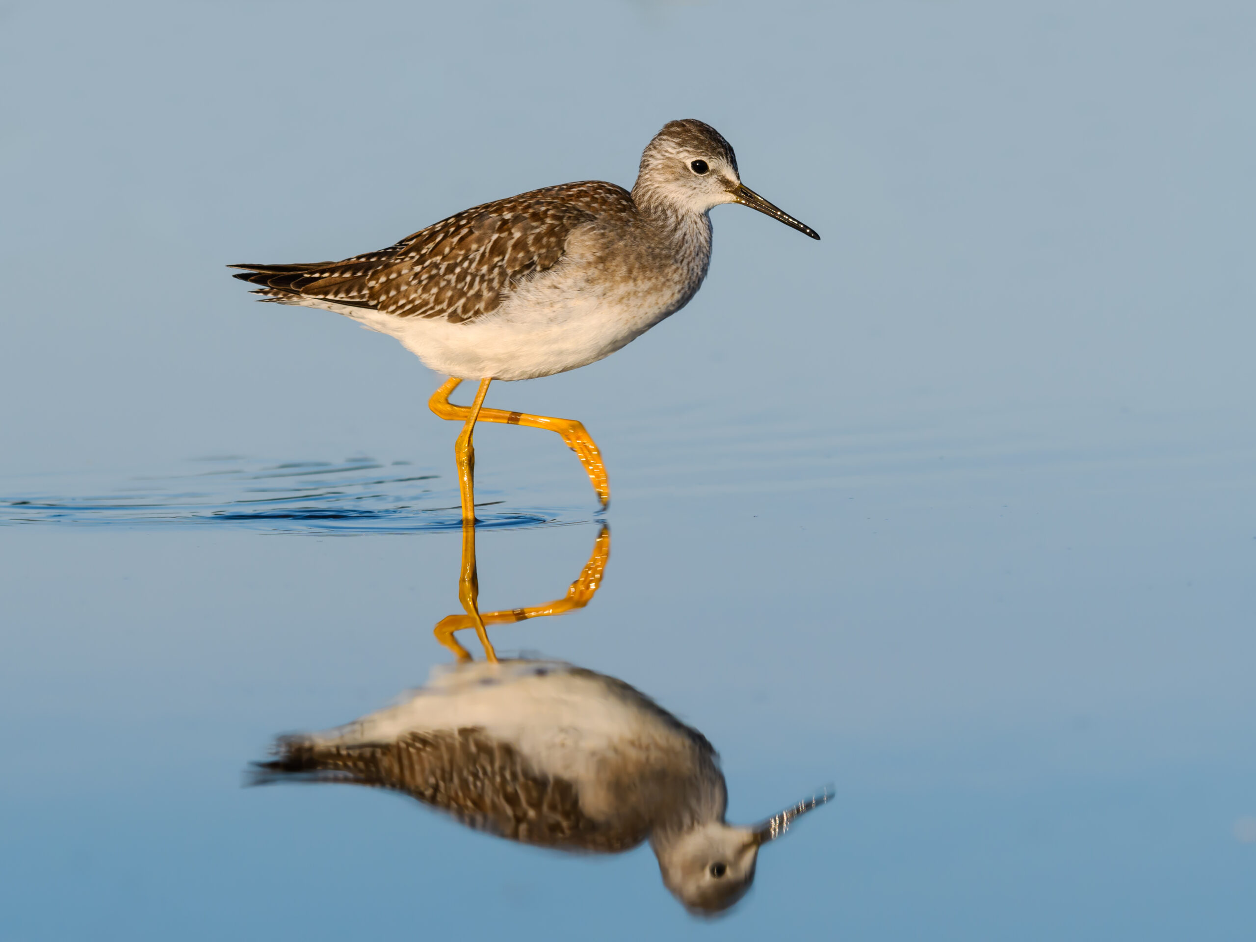 Lesser Yellowlegs