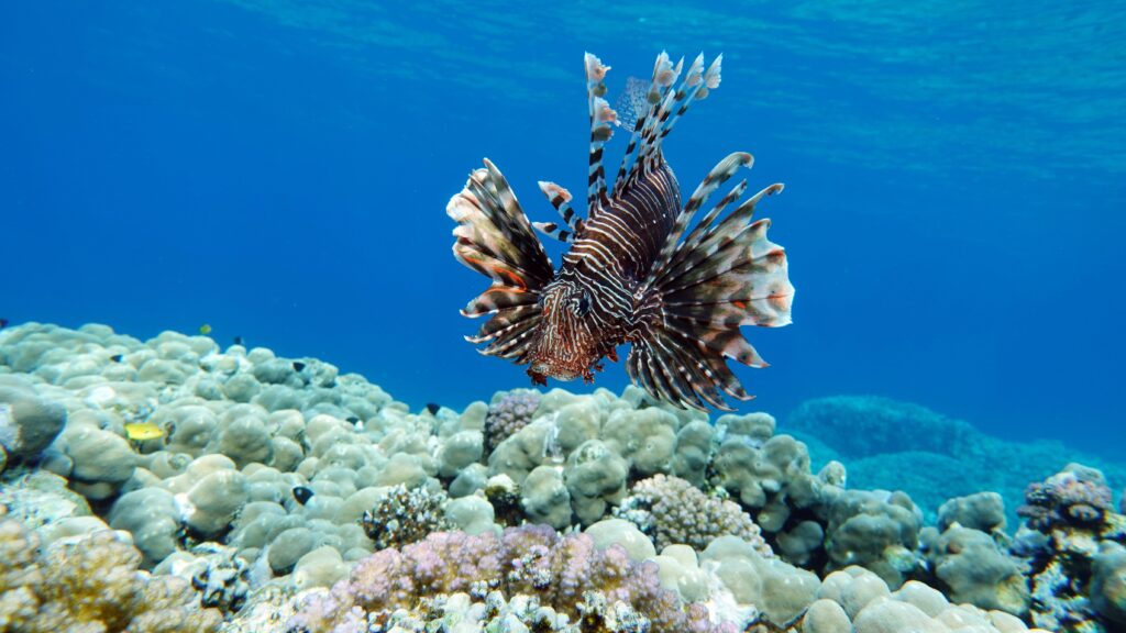 Lionfish