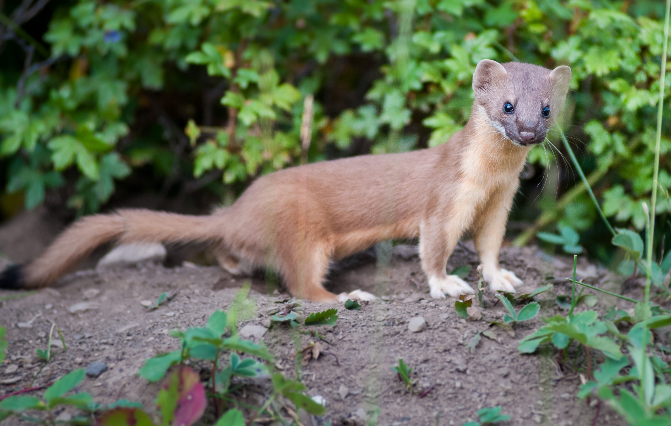 Long-Tailed Weasel