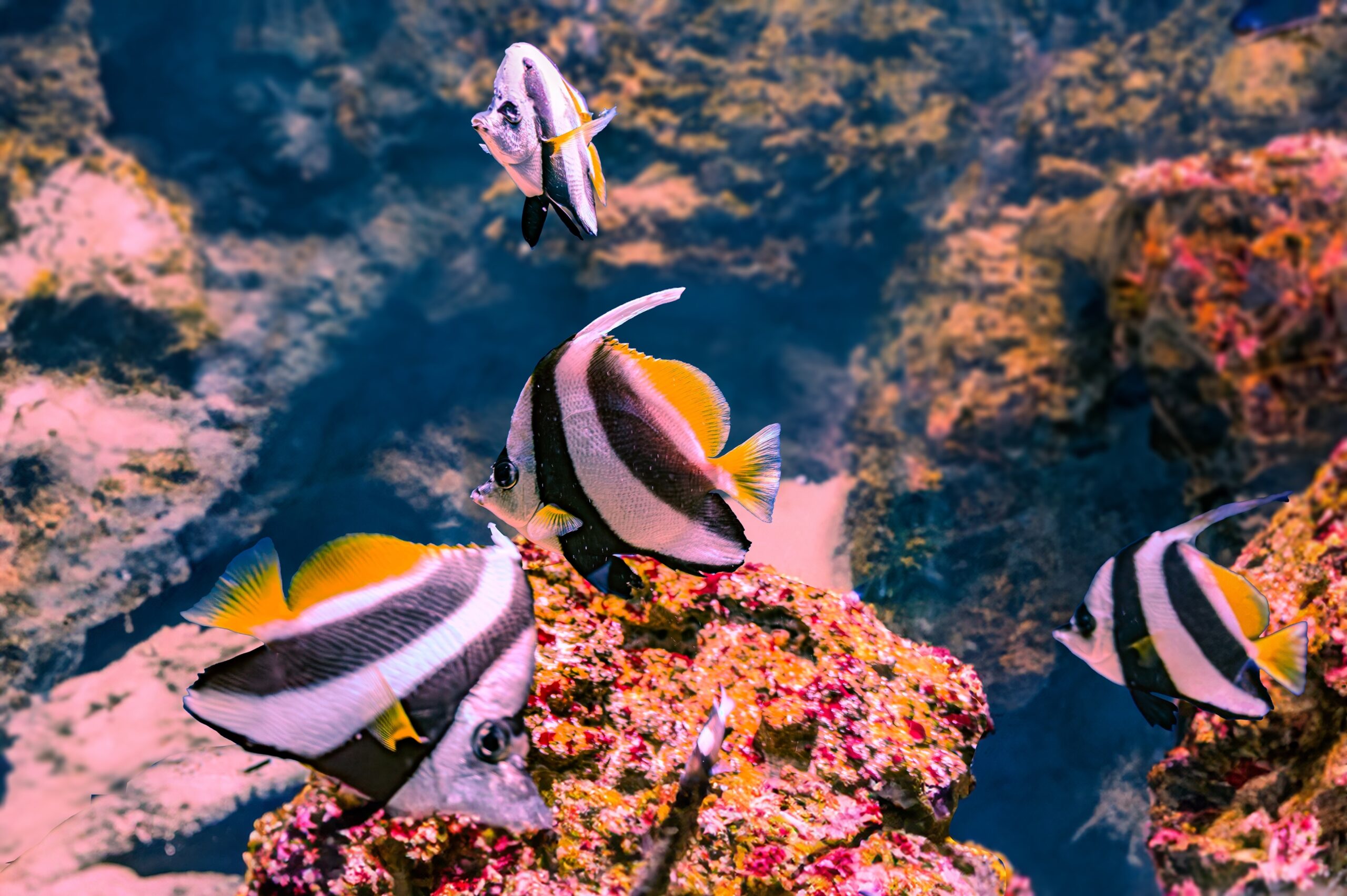 Longfin Bannerfish