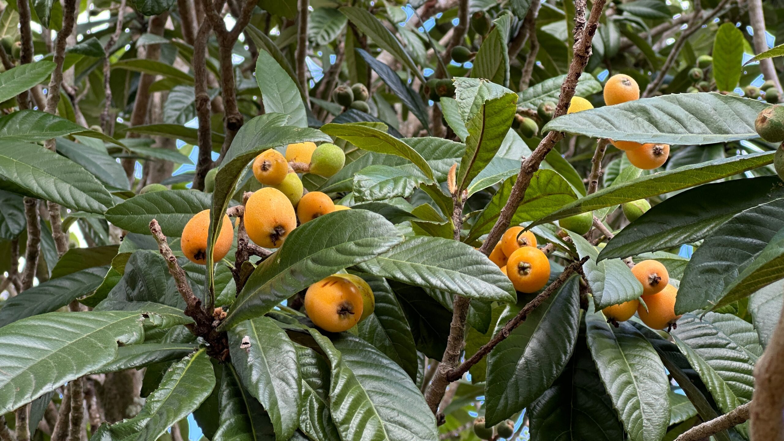 Loquat