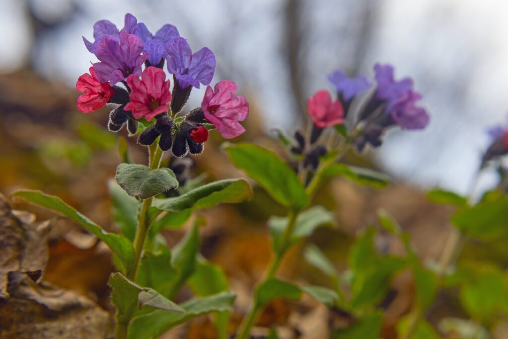 Lungwort