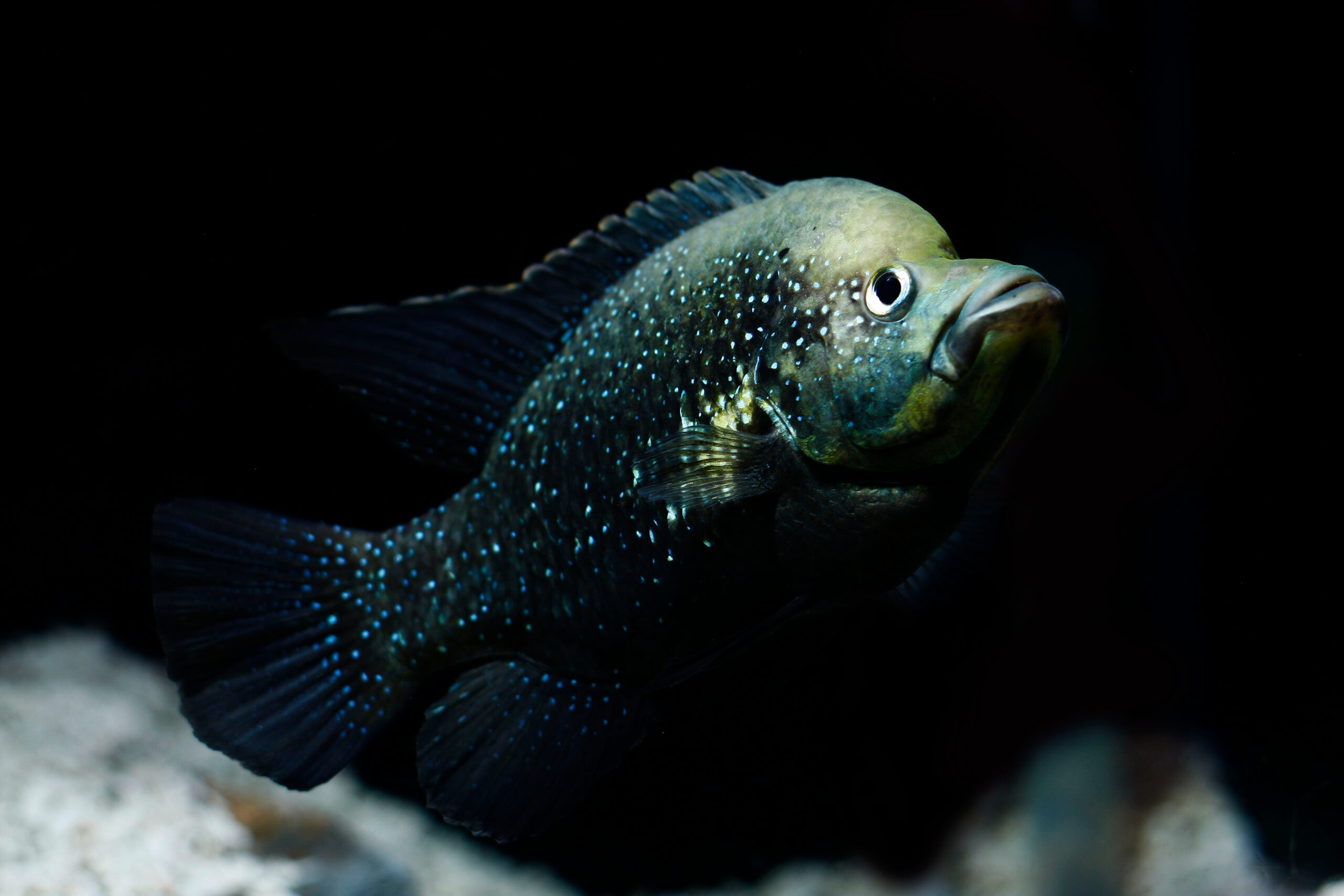 Madagascar Cichlids