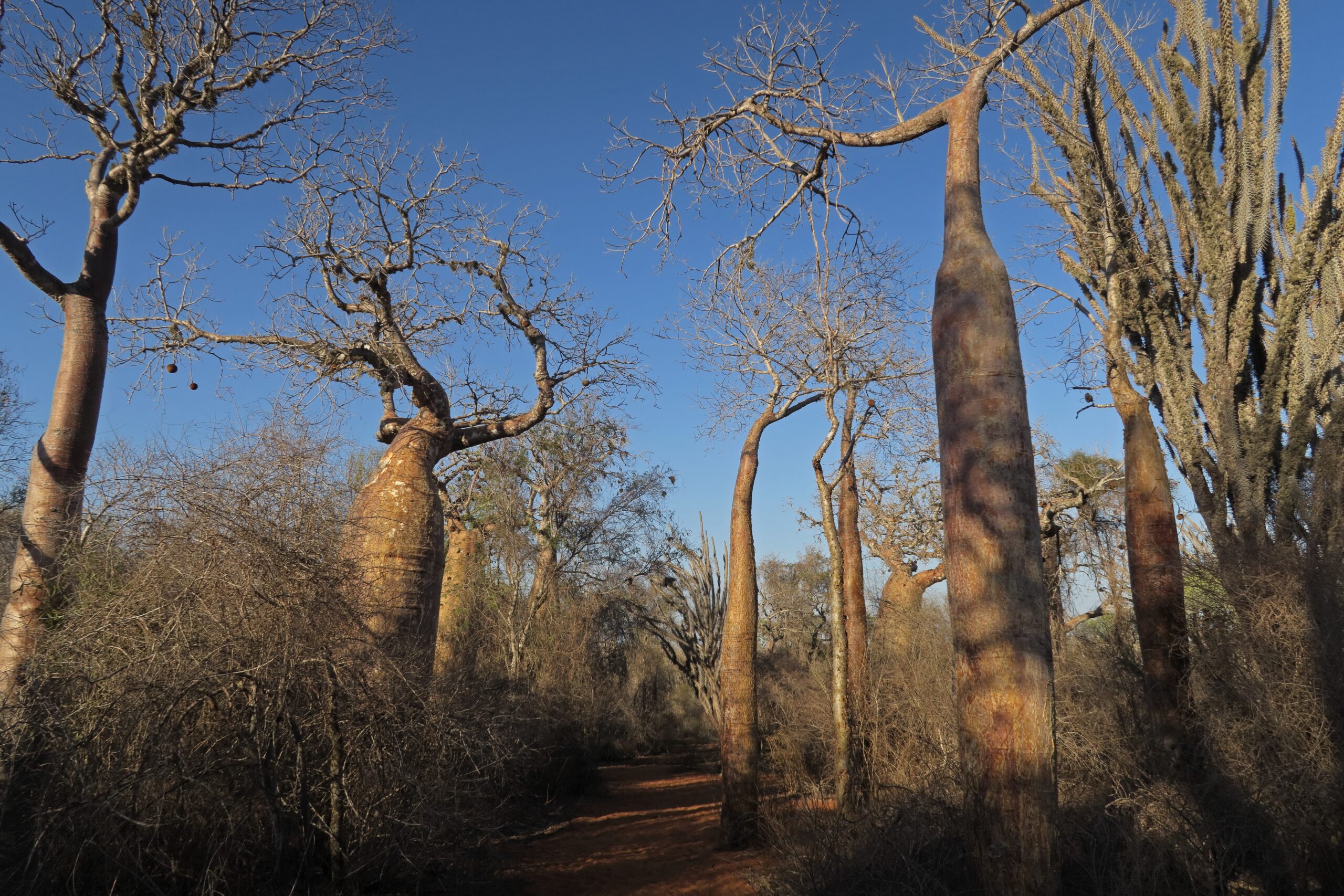 Madagascar Spiny Forest