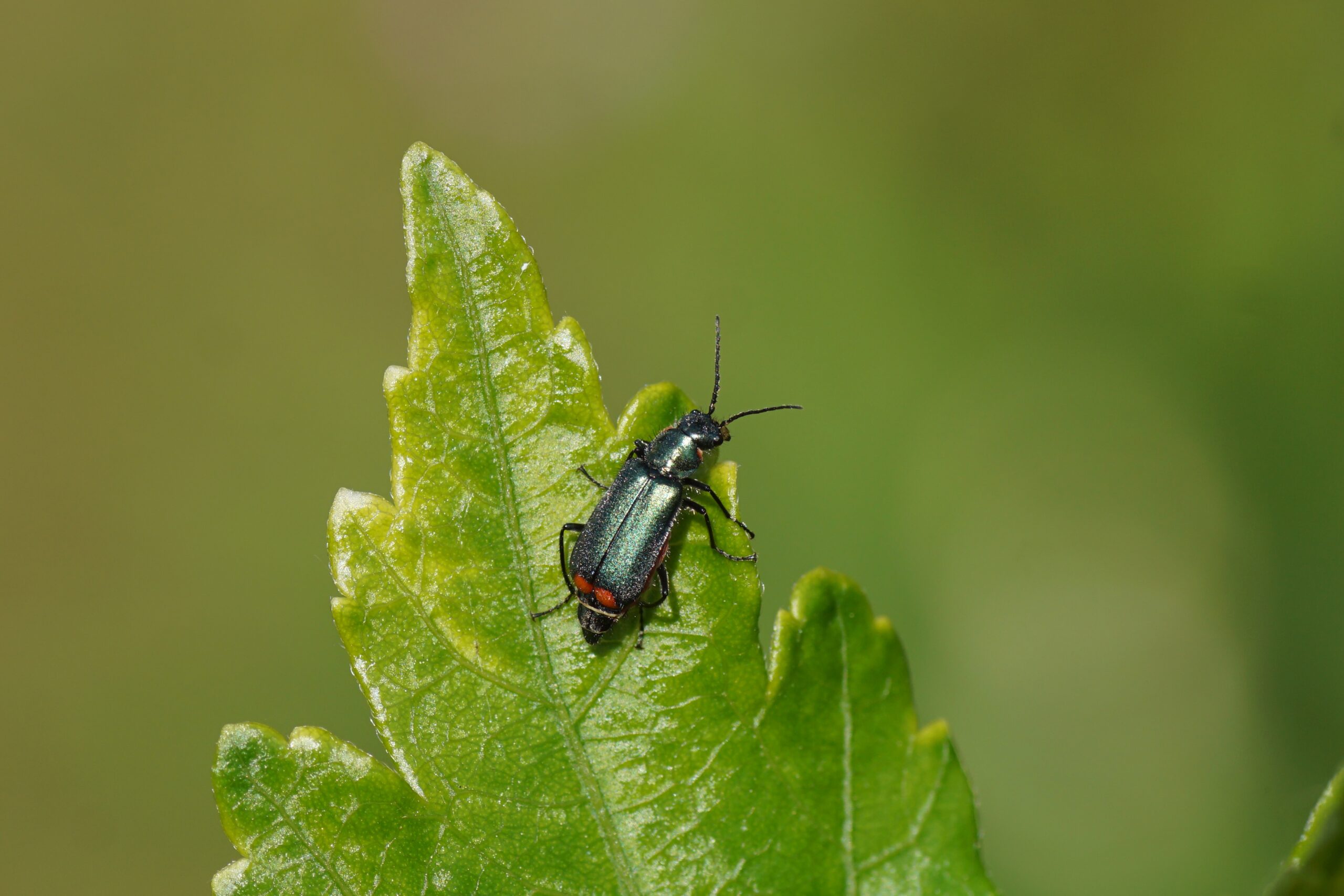 Malachite Beetle (Malachius bipustulatus)