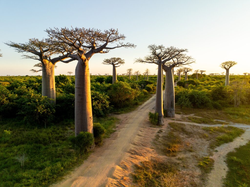 Malagasy Baobab Trees (Madagascar)