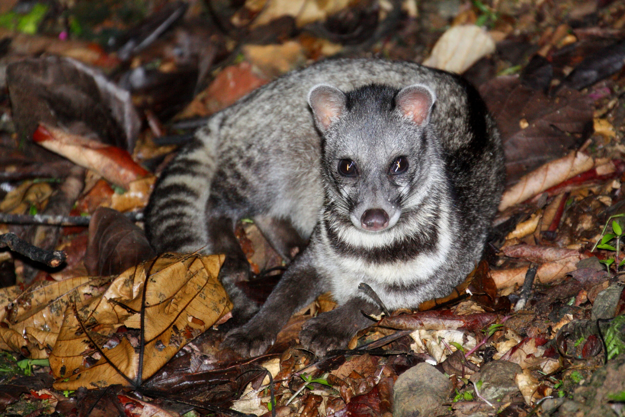 Malayan Civet