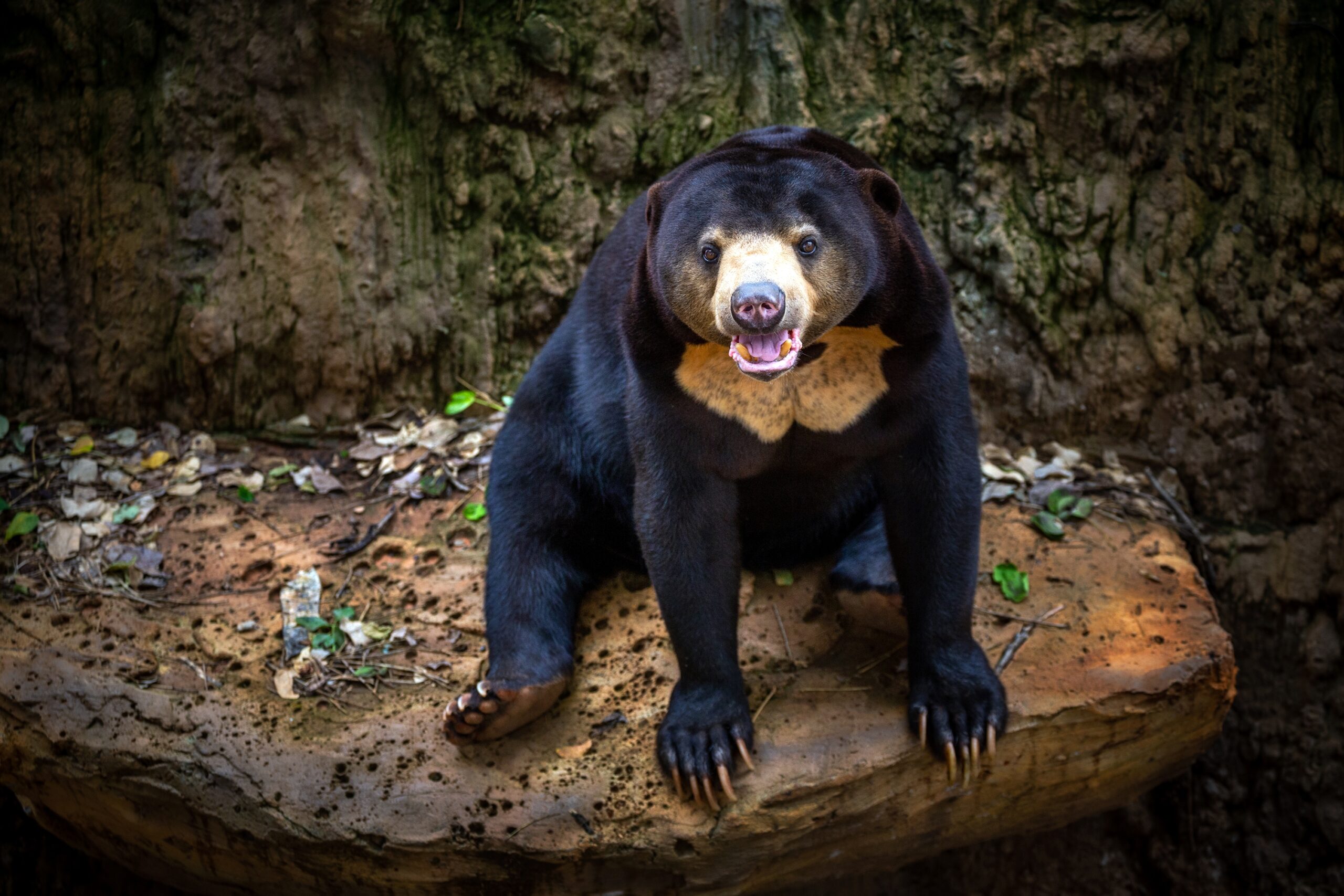 Malayan Sun Bear (Southeast Asia)