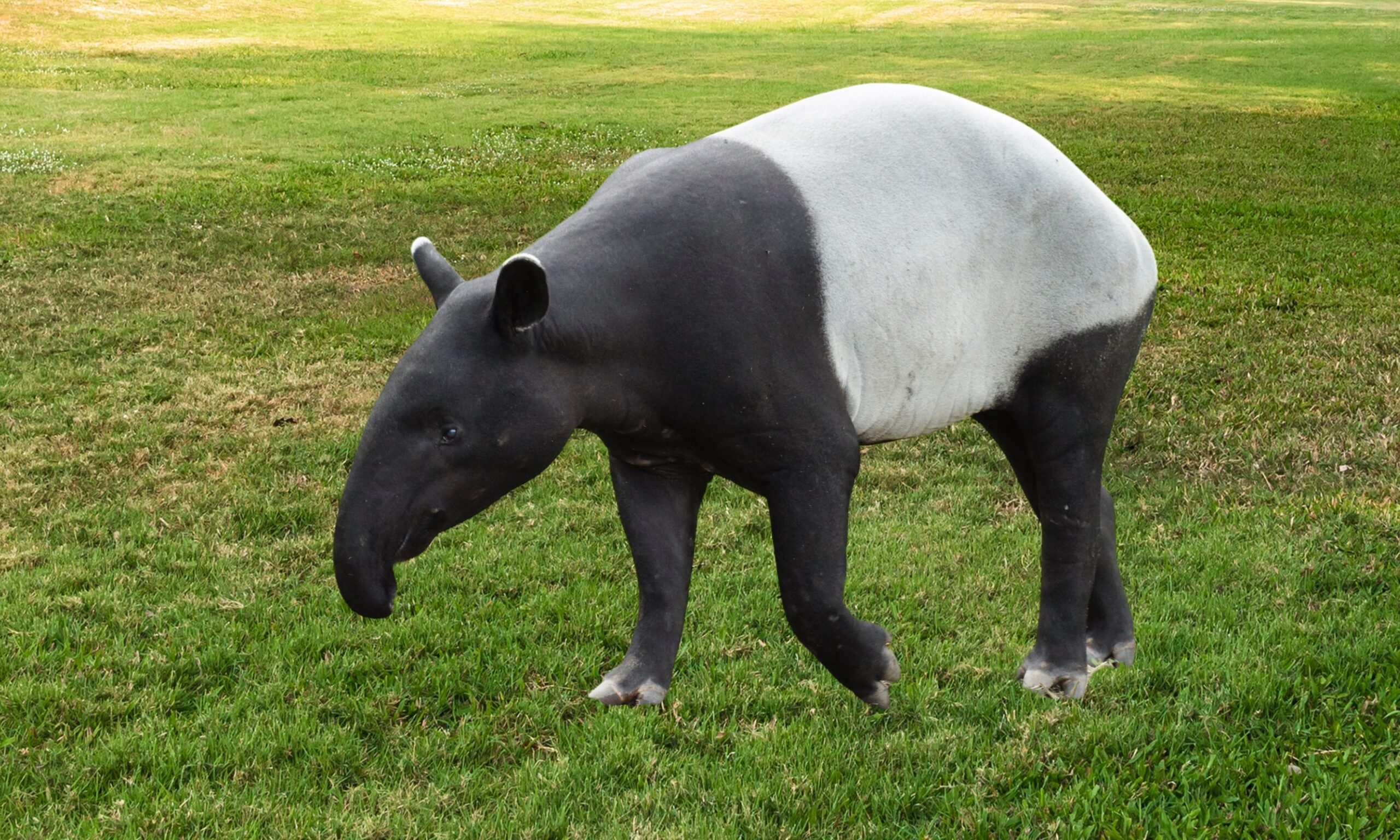 Malayan Tapir