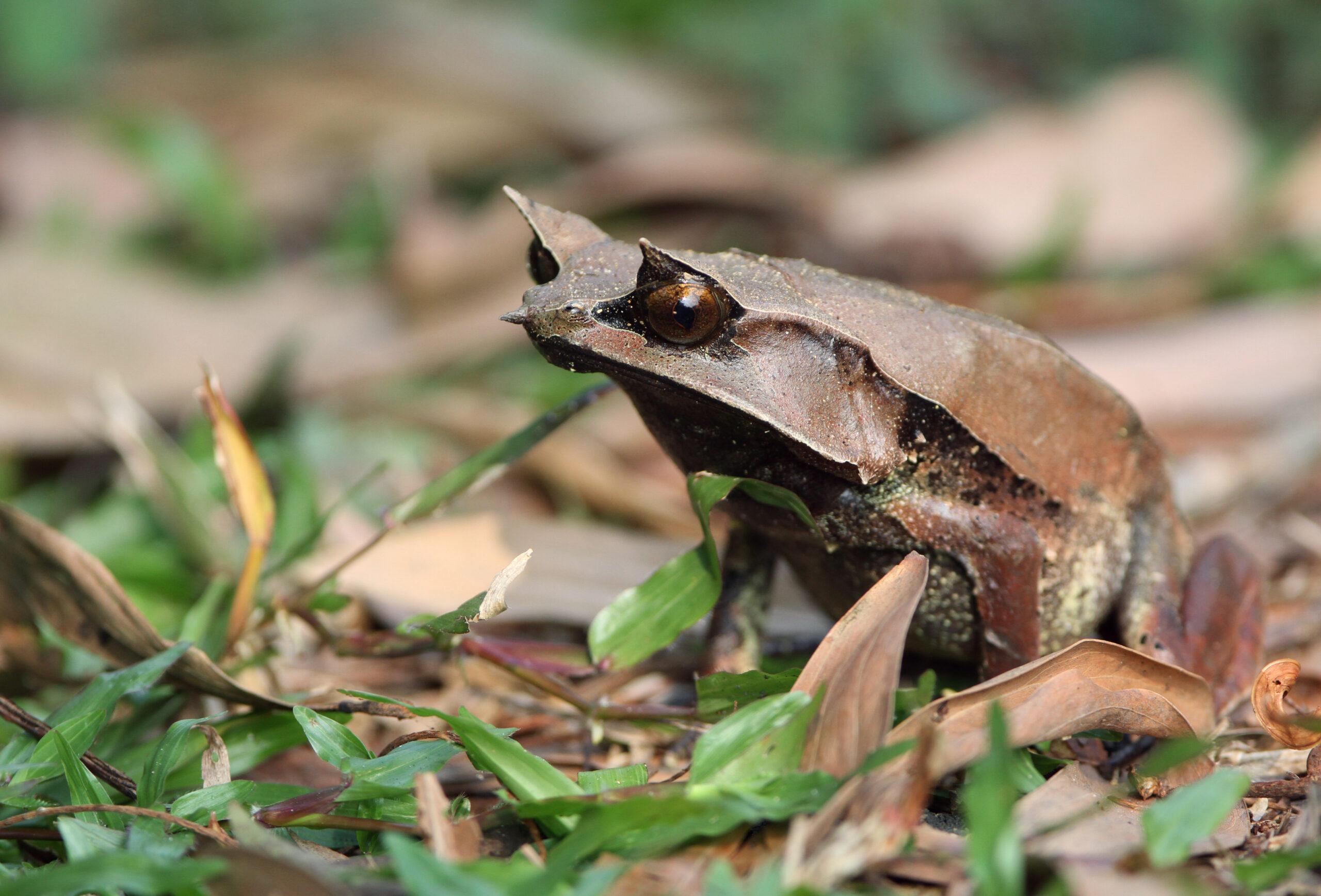 Malaysian Horned Frog