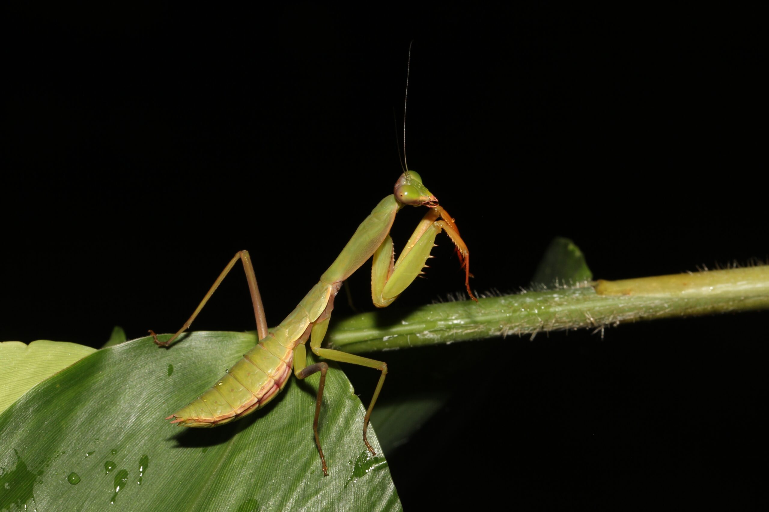 Malaysian Shield Mantis