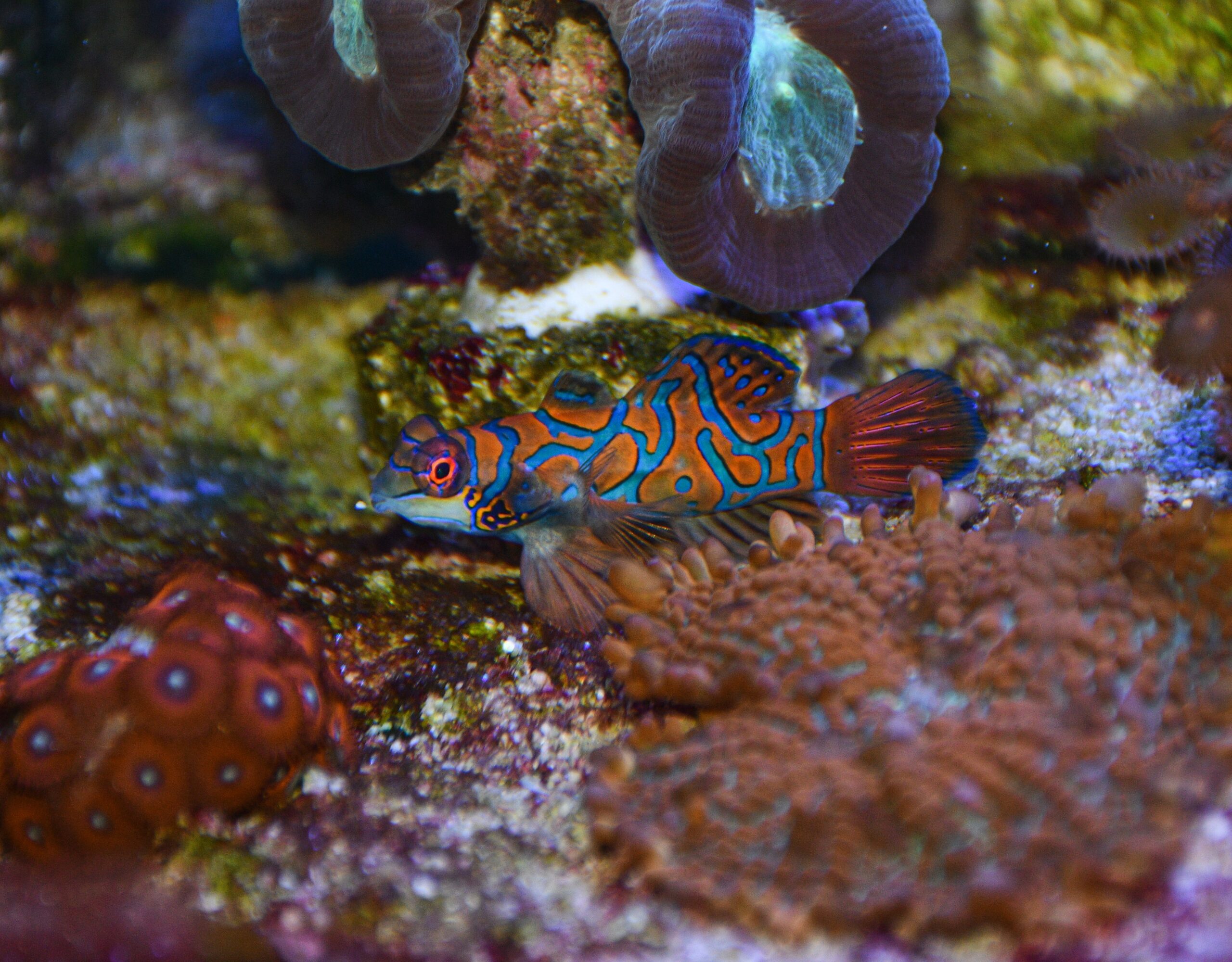 Mandarin Fish