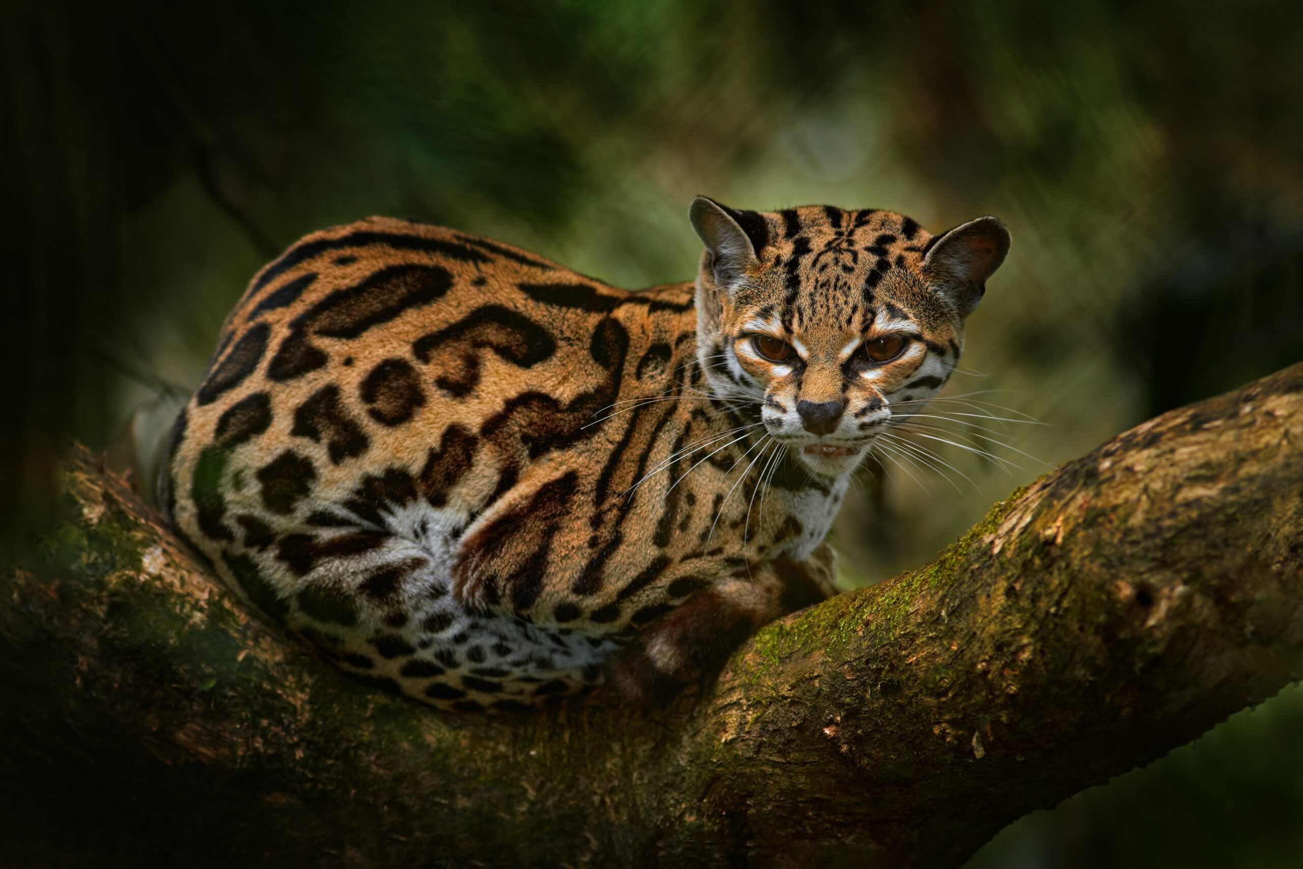 Margay