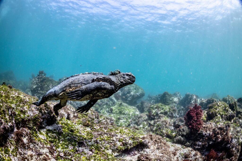 Marine Iguana