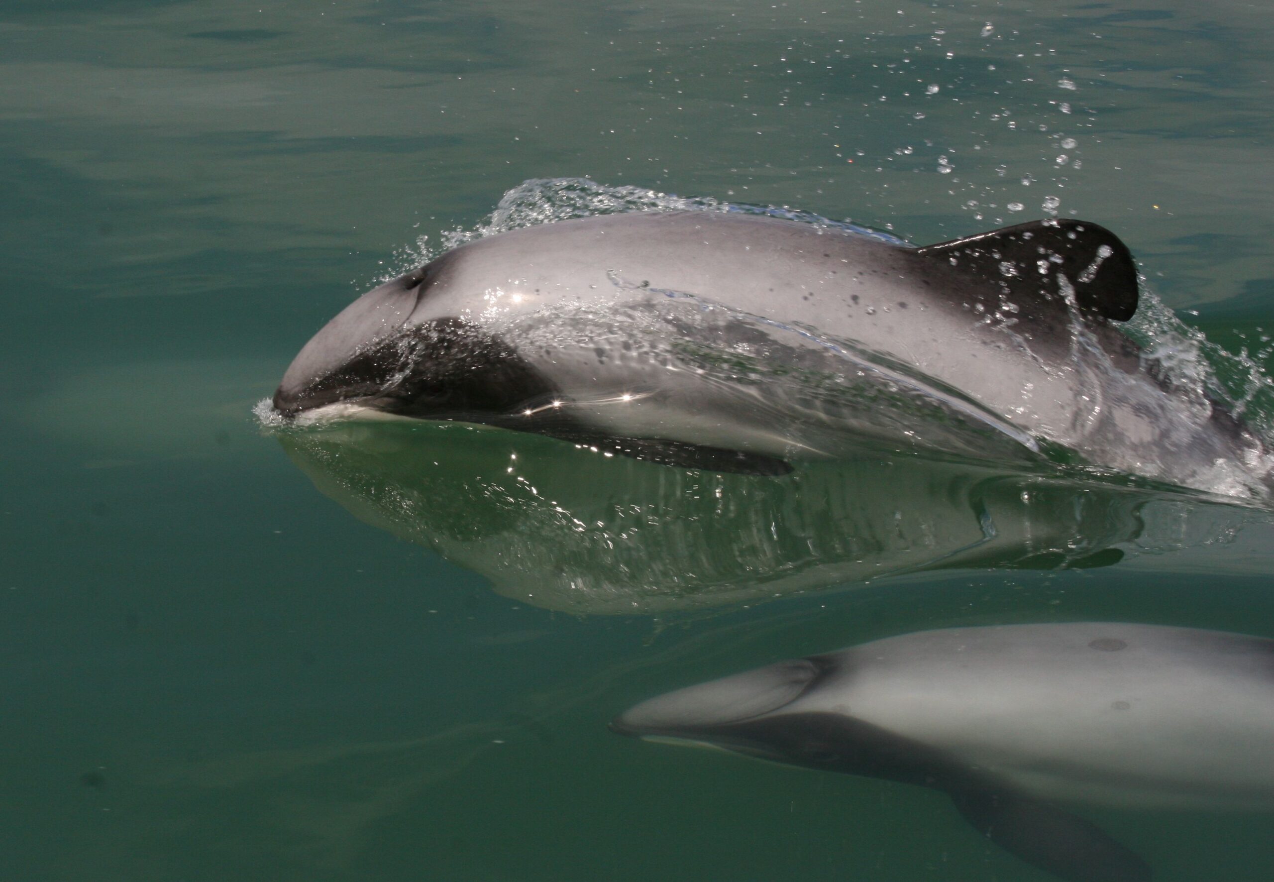 Maui’s Dolphin