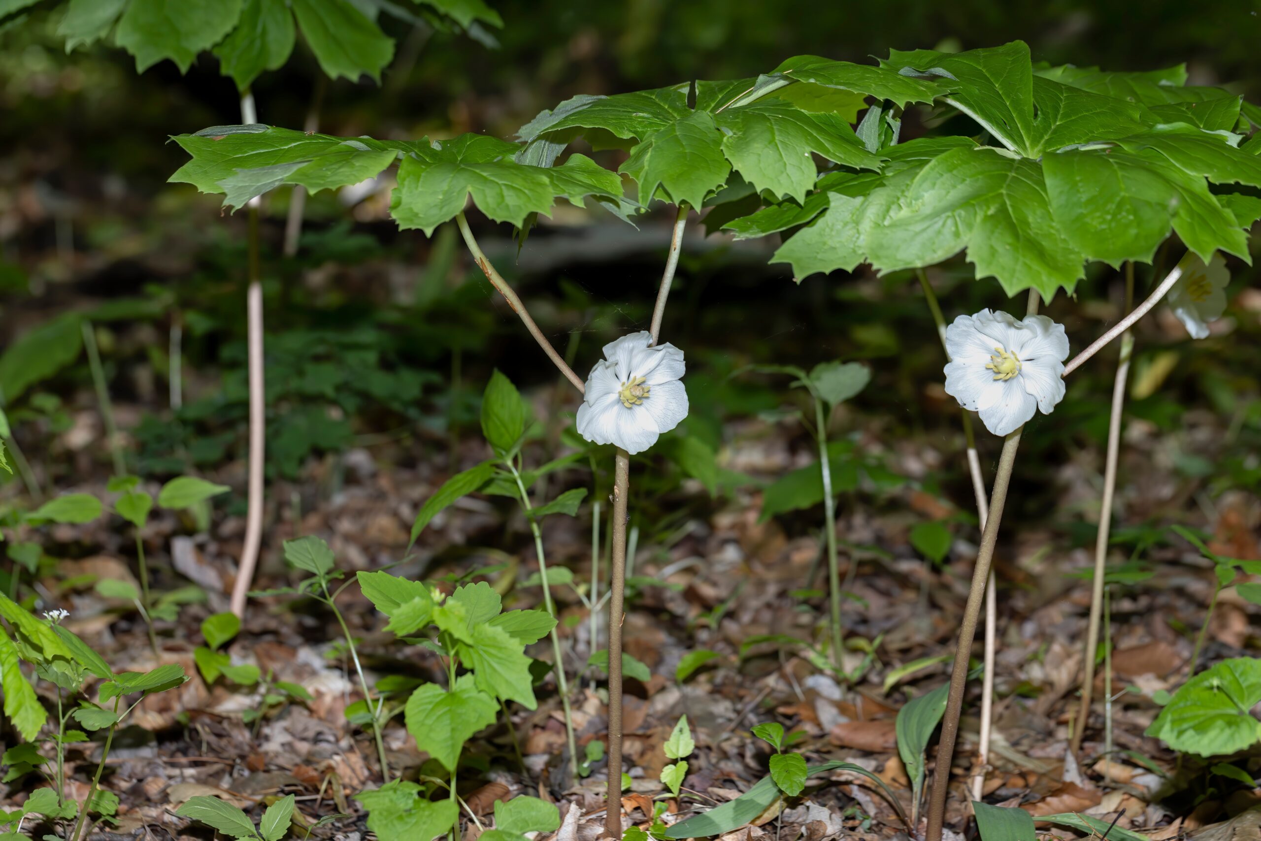 Mayapple