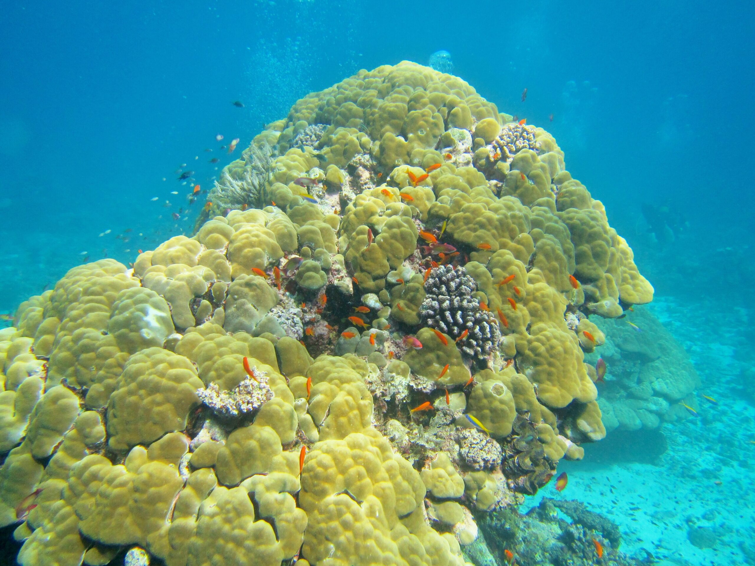 Mayotte Coral Reef