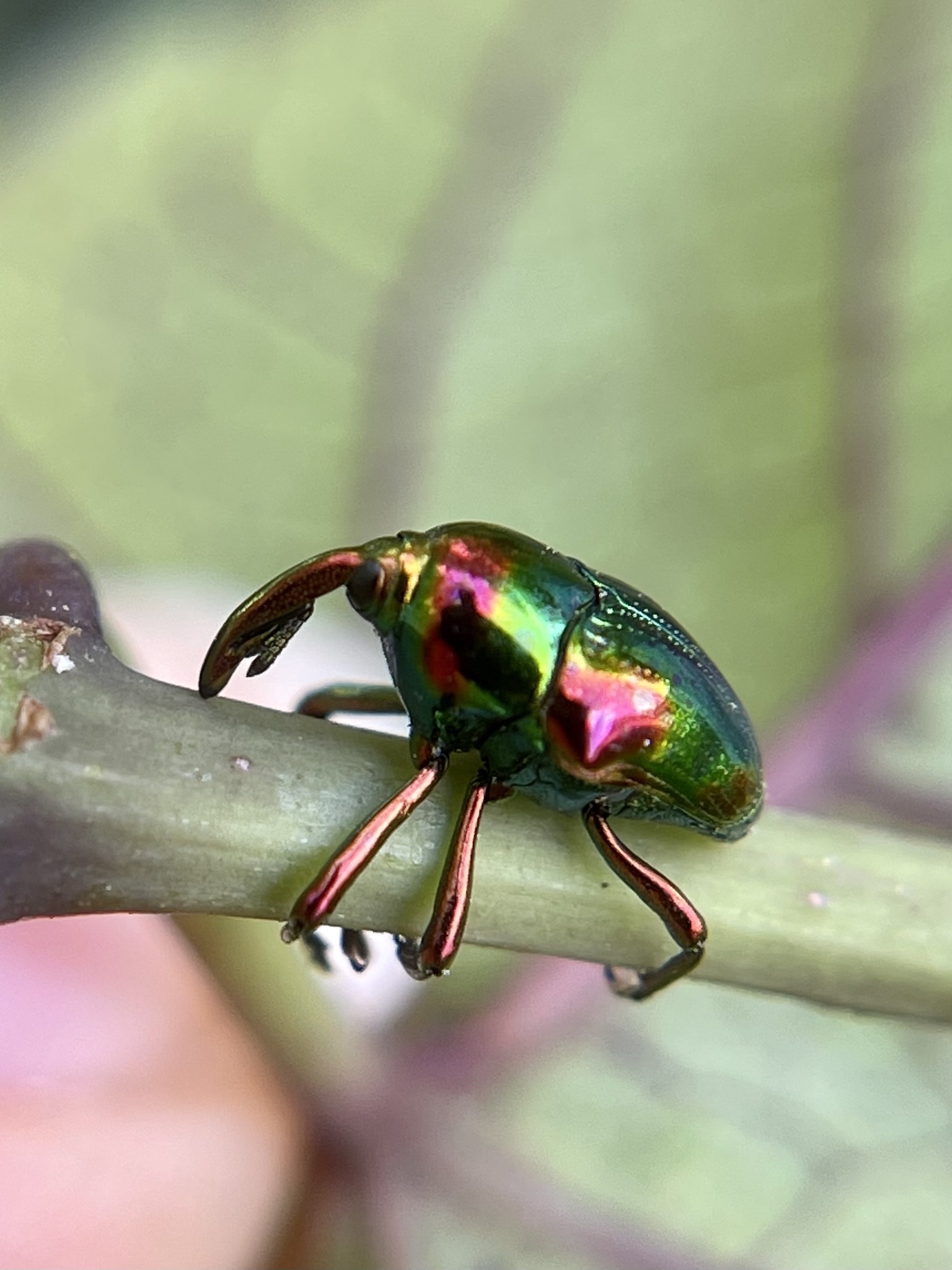 Metallic Green Weevil (Eurhinus magnificus)