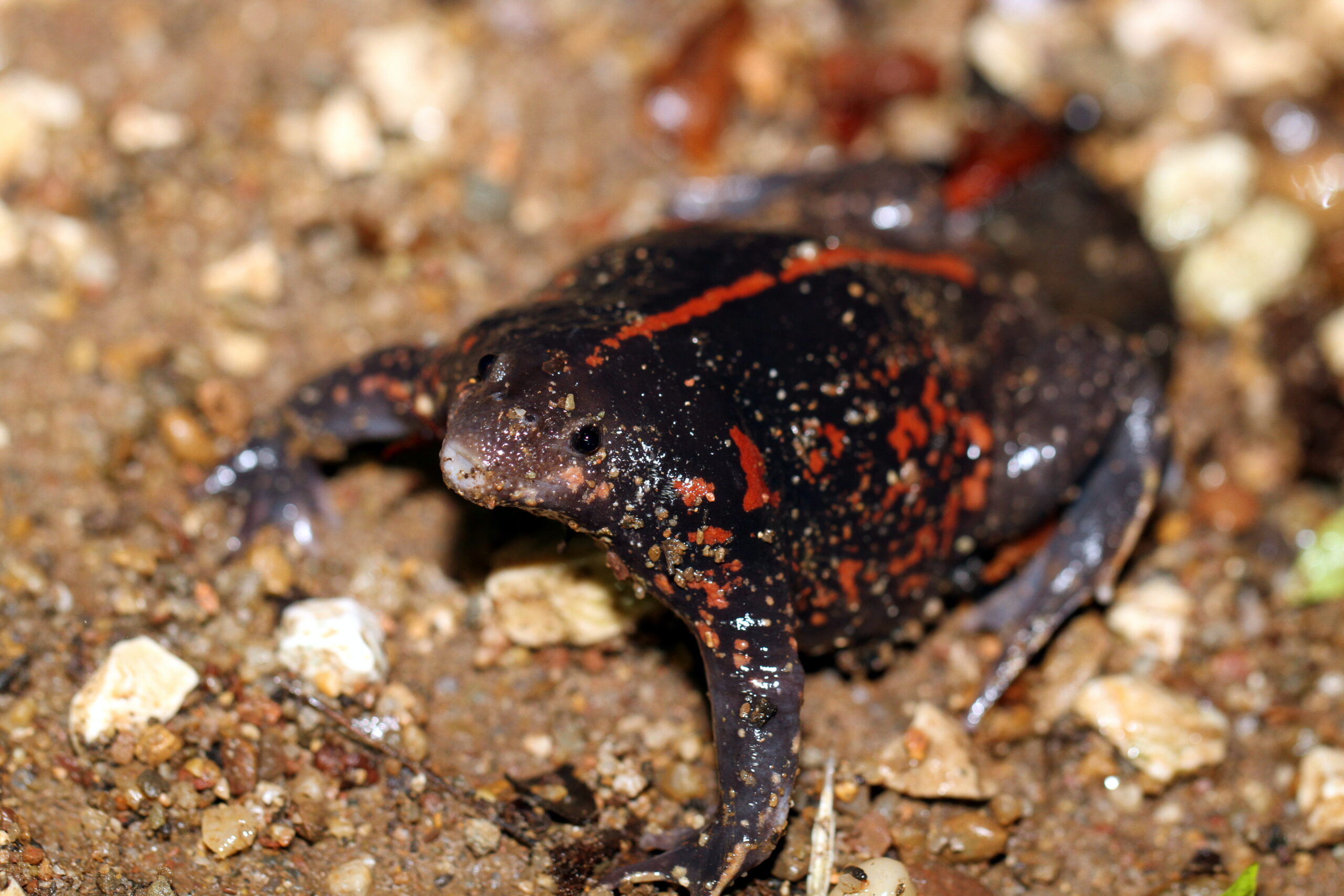 Mexican Burrowing Toad (Rhinophrynus dorsalis)