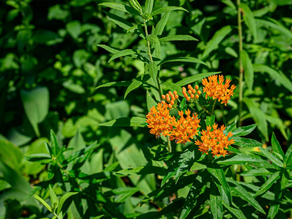 Milkweed (Asclepias)