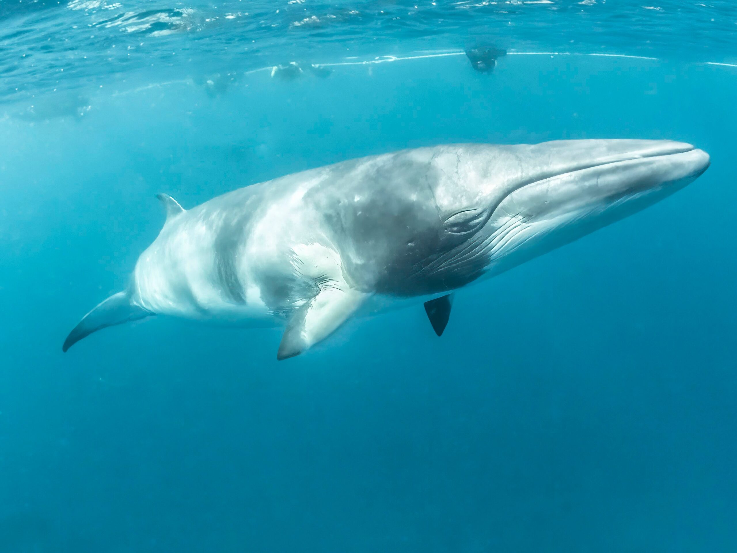 Minke Whale