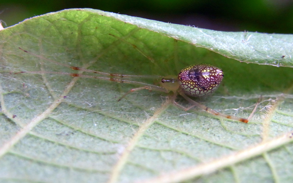 Mirror Spider (Thwaitesia argentiopunctata)