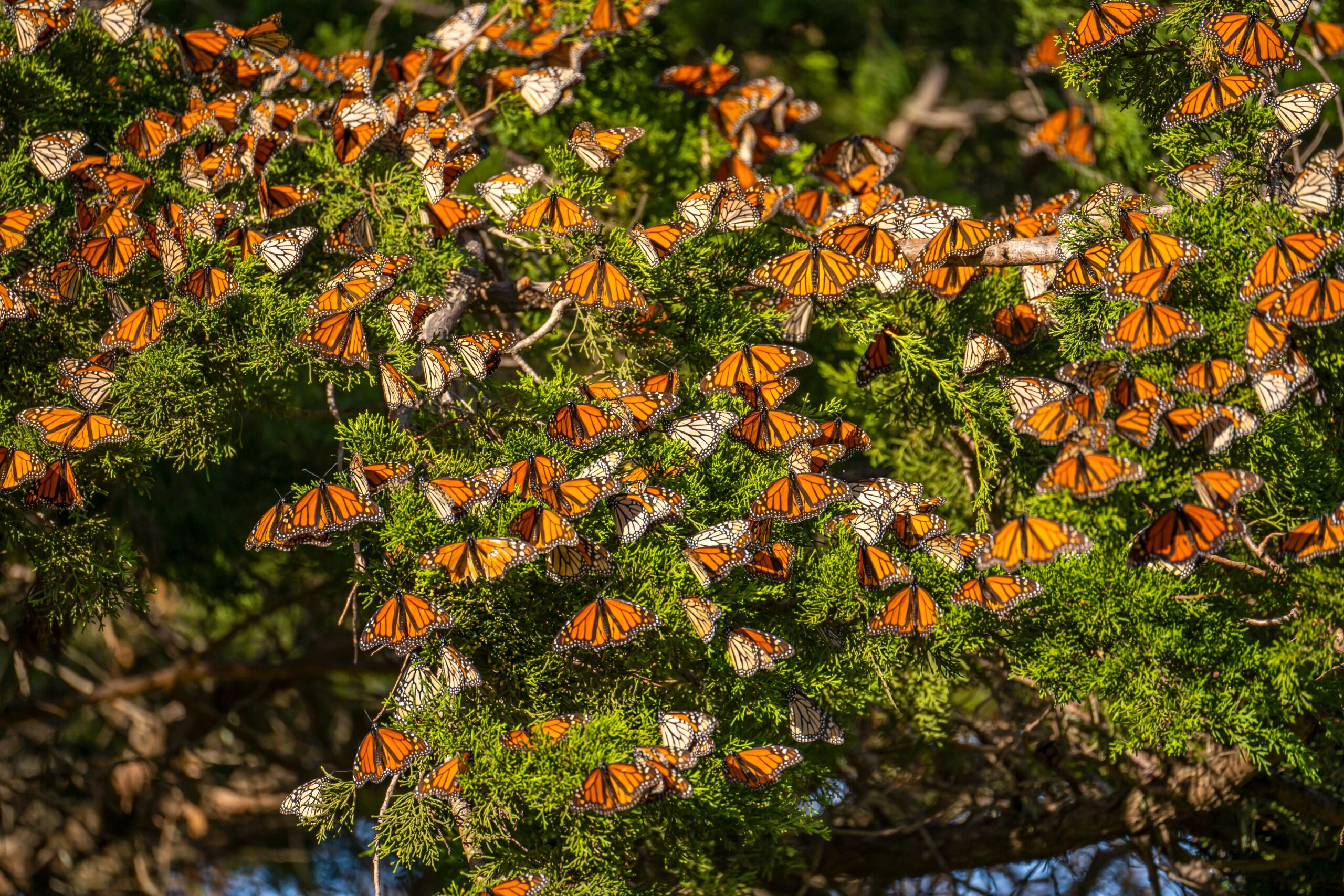 Monarch Butterfly Migration