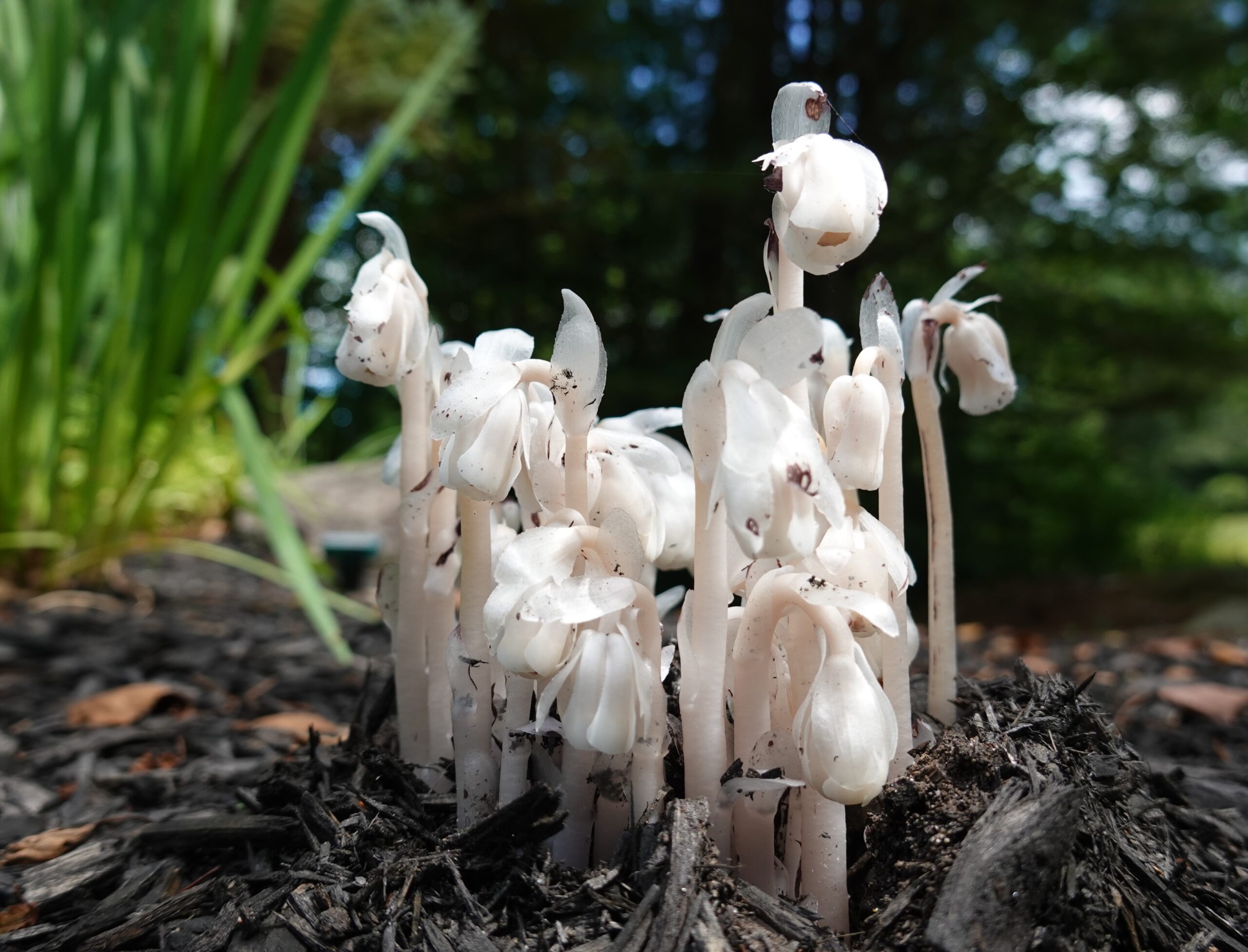 Ghost Plant (Monotropa uniflora)