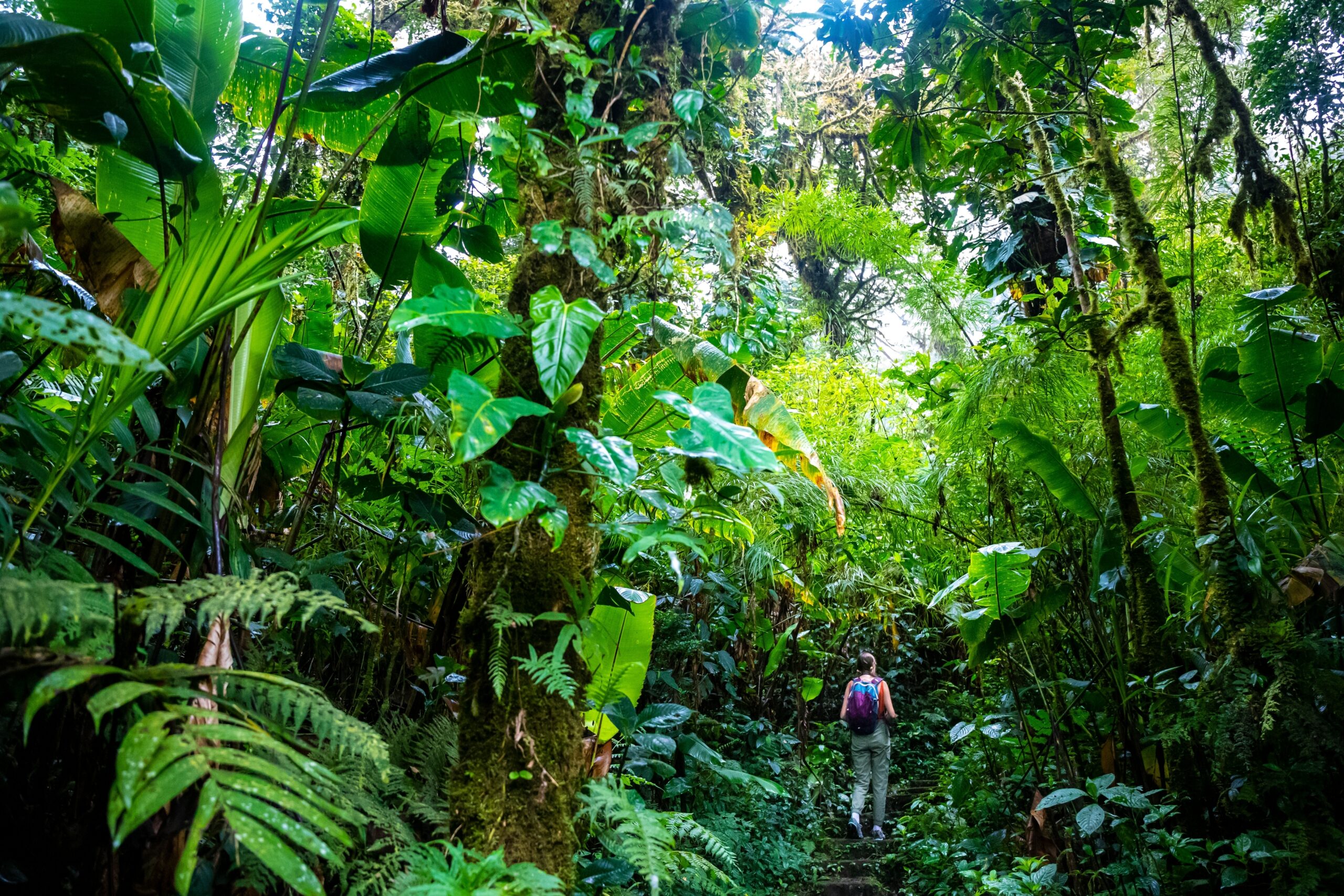 Monteverde Cloud Forest