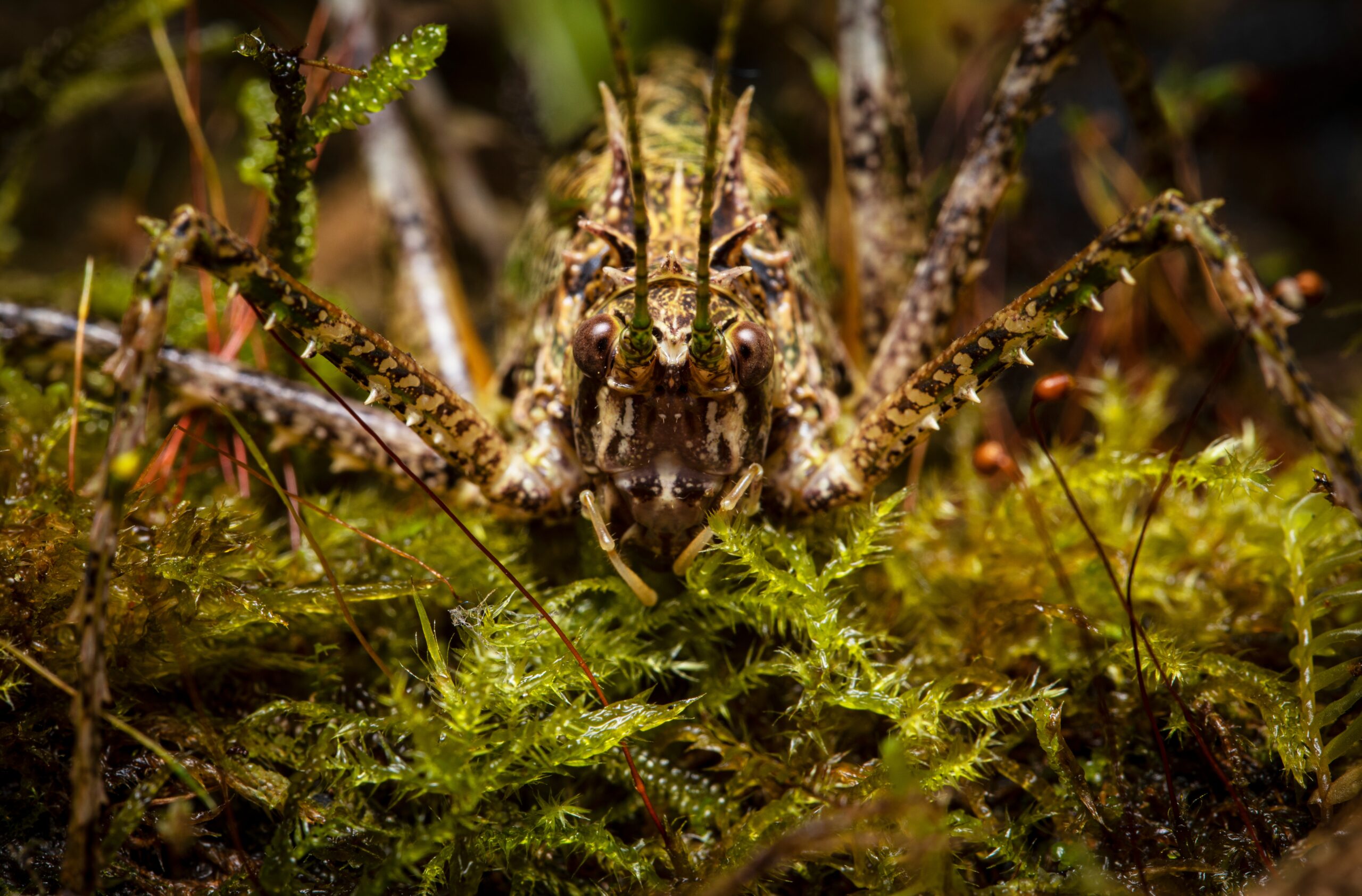 Moss Katydid