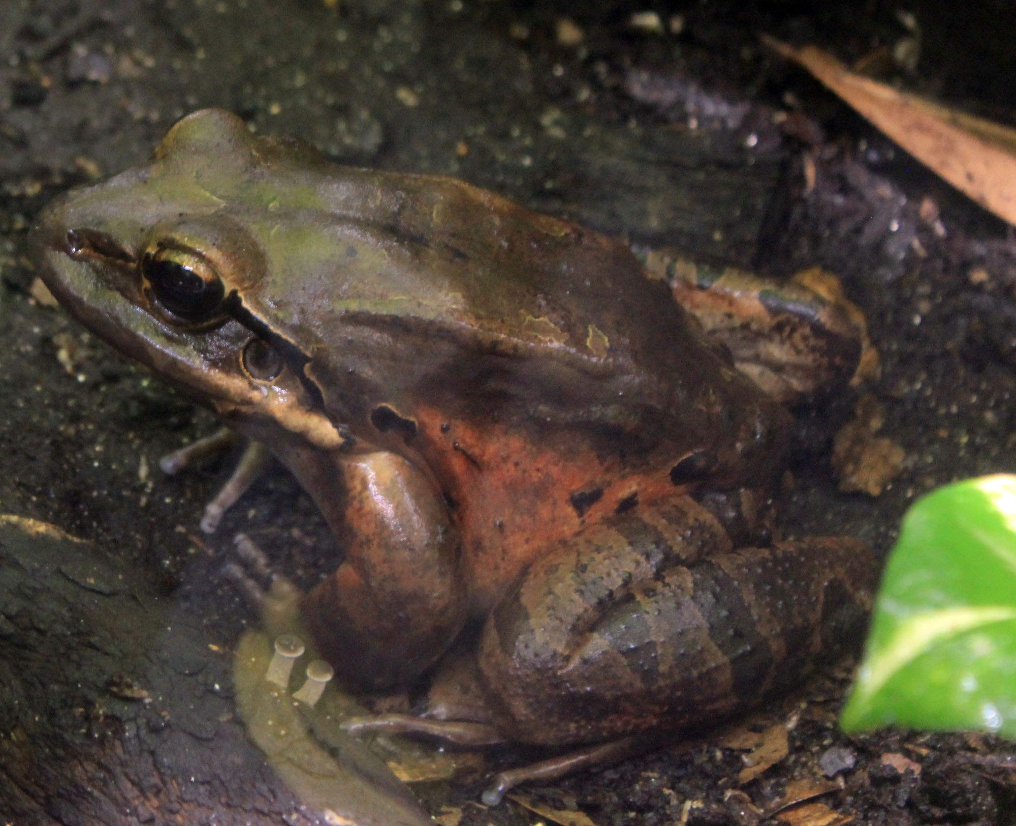 Mountain Chicken Frog