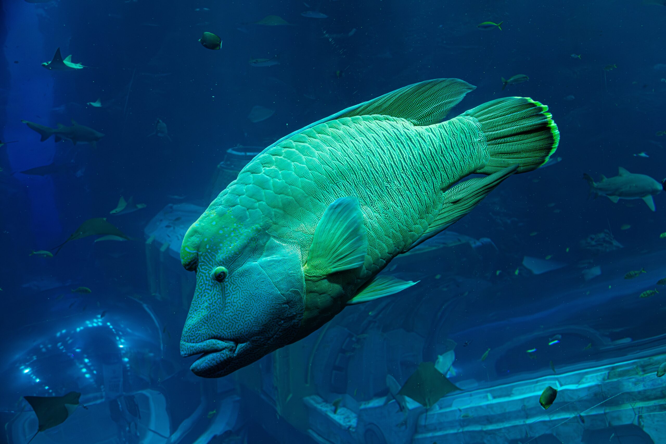 Napoleon Wrasse