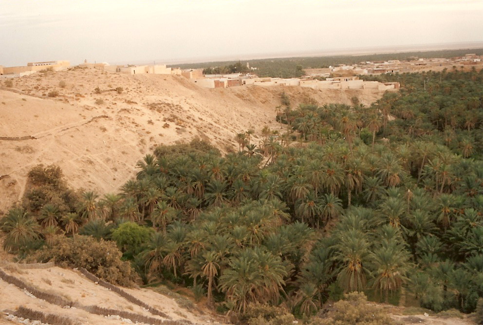 Nefta Oasis