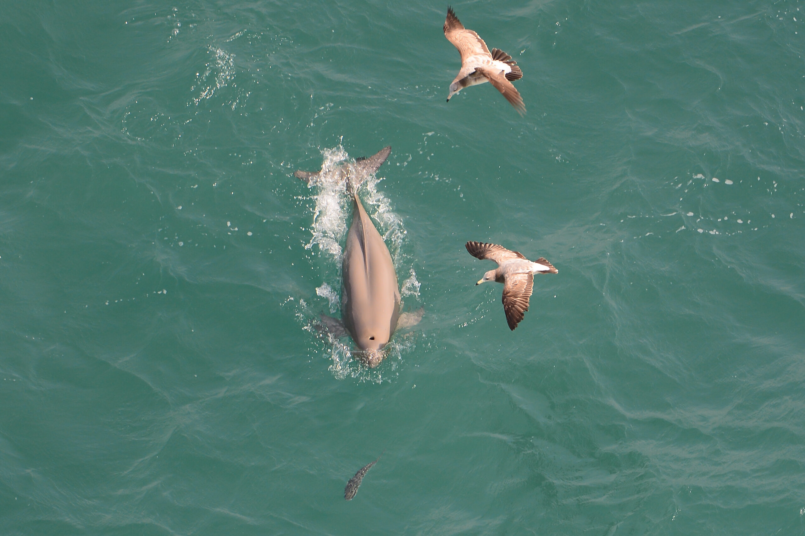 Indo-Pacific Finless Porpoise