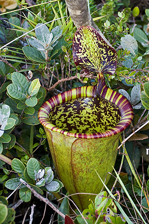 Attenborough’s Pitcher Plant (Nepenthes attenboroughii)