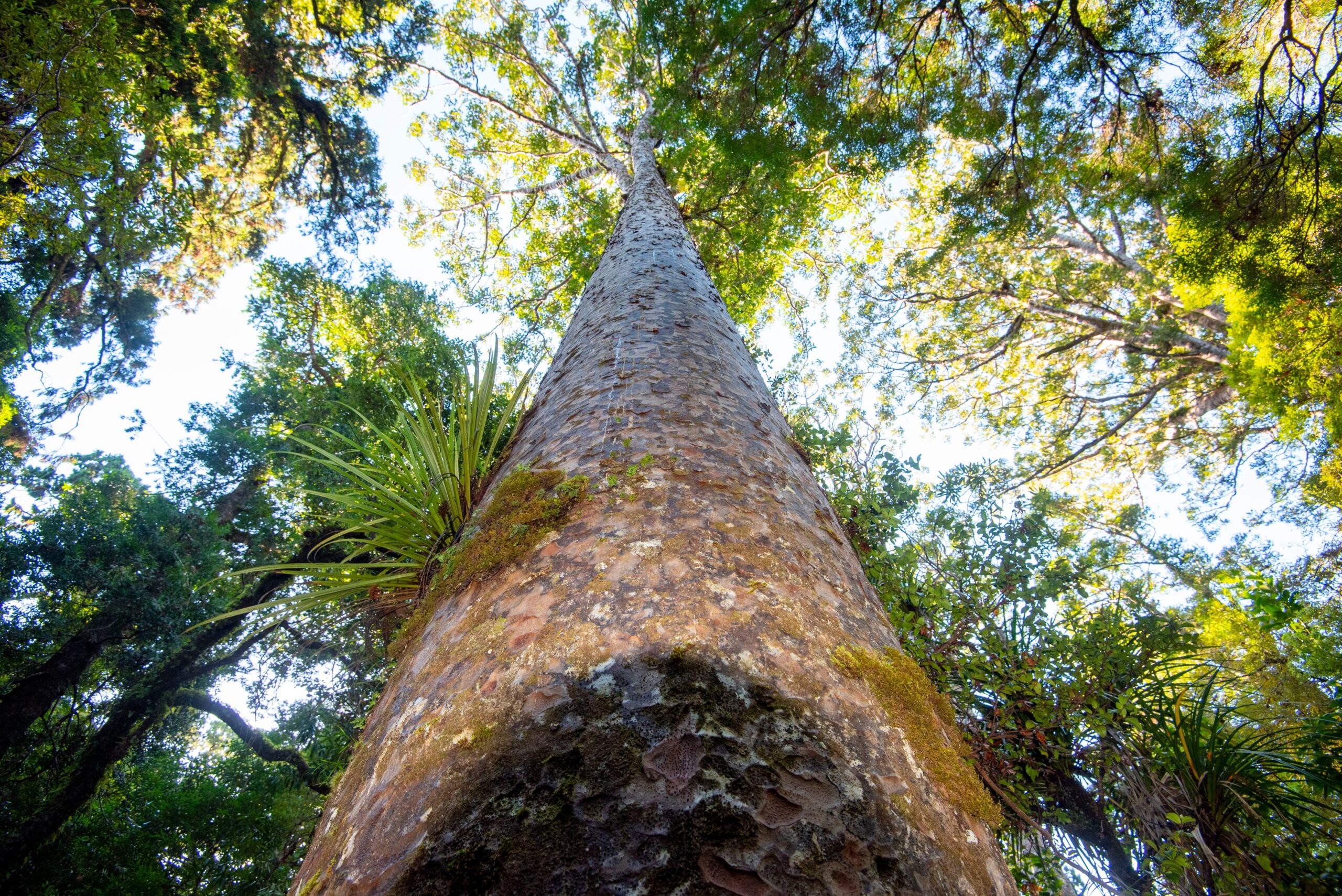 New Zealand Kauri Forest