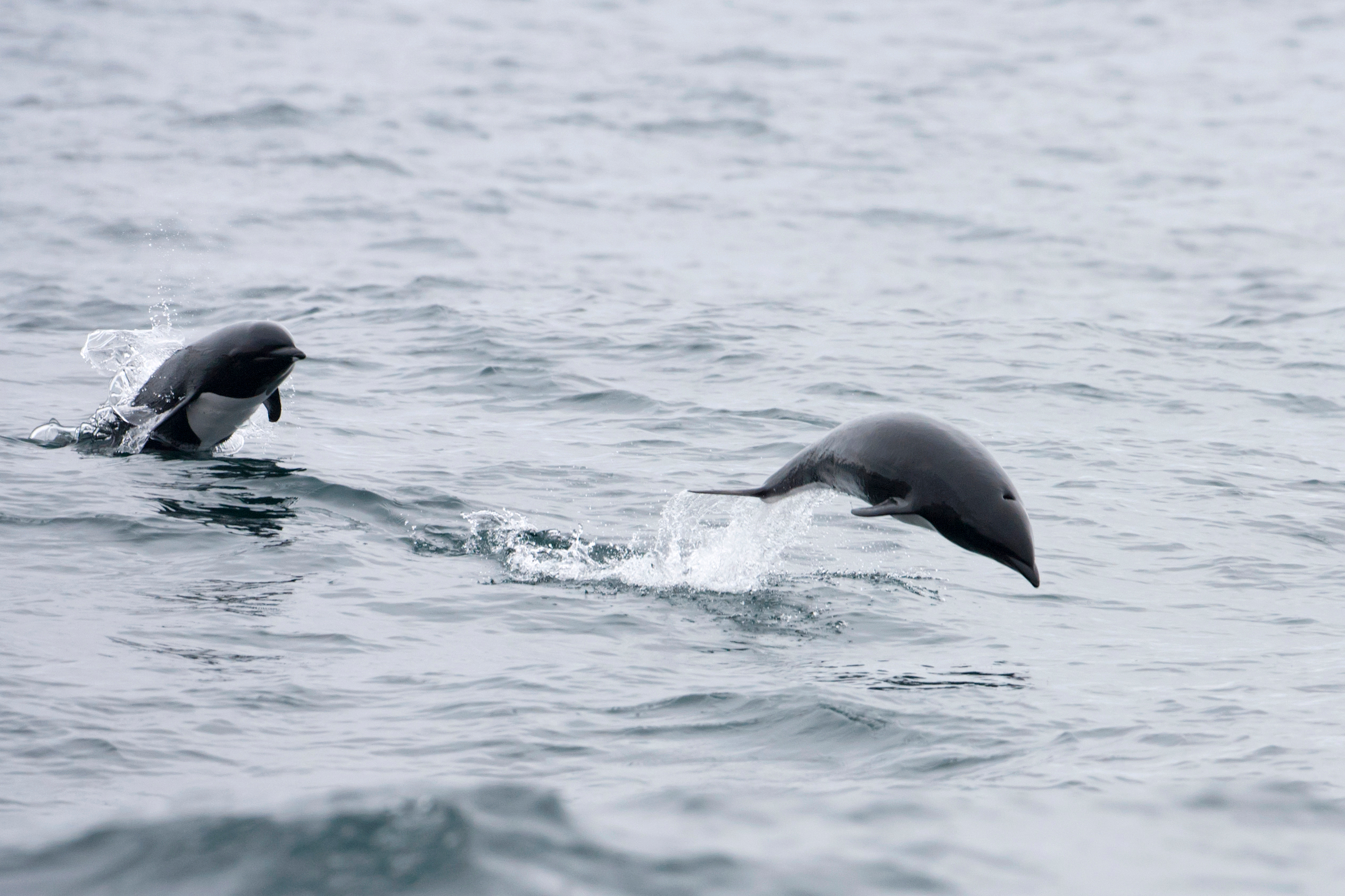 Northern Right Whale