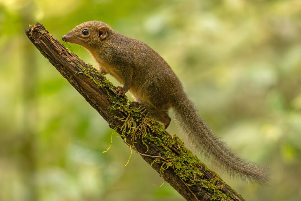 Northern Treeshrew