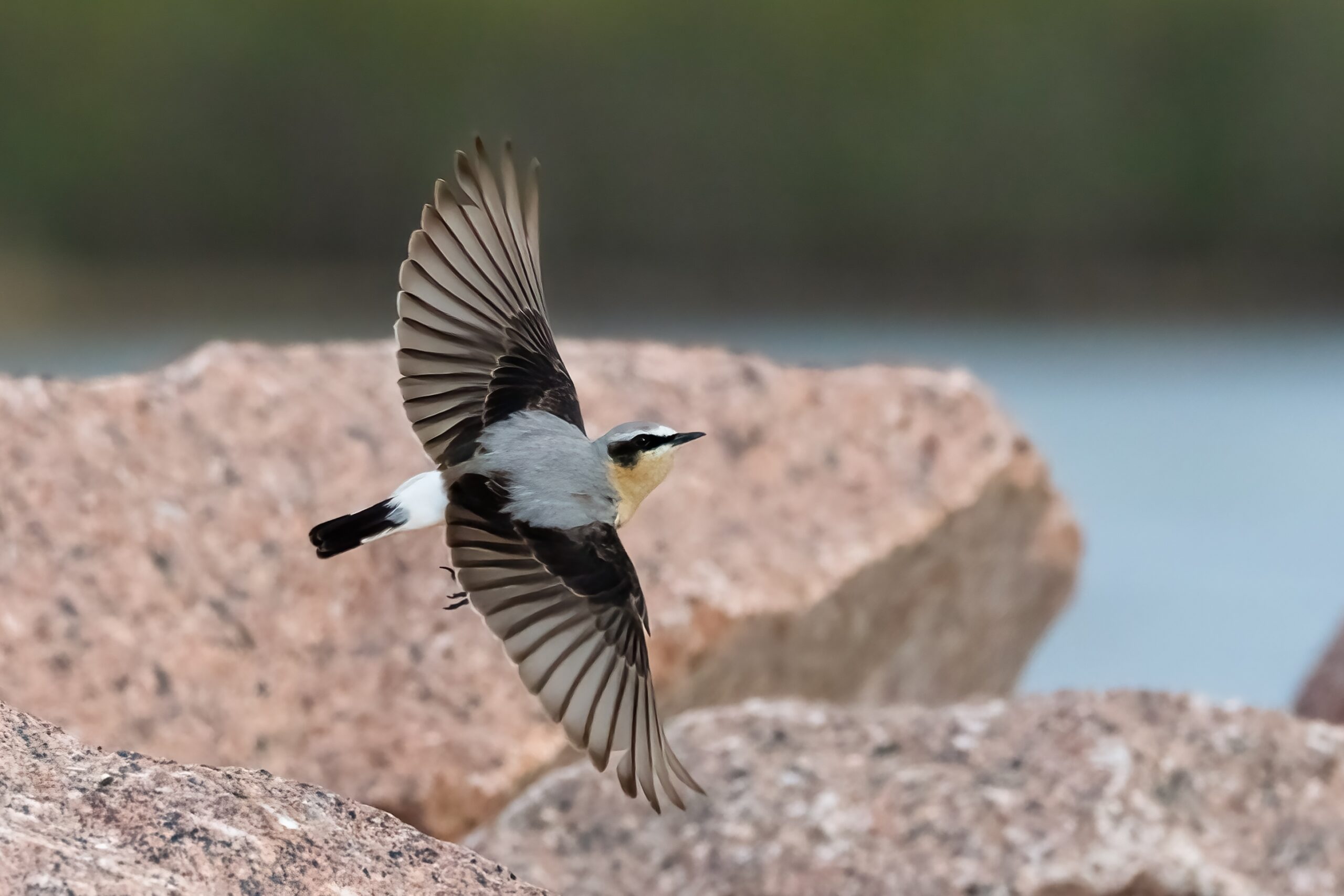 Northern Wheatear