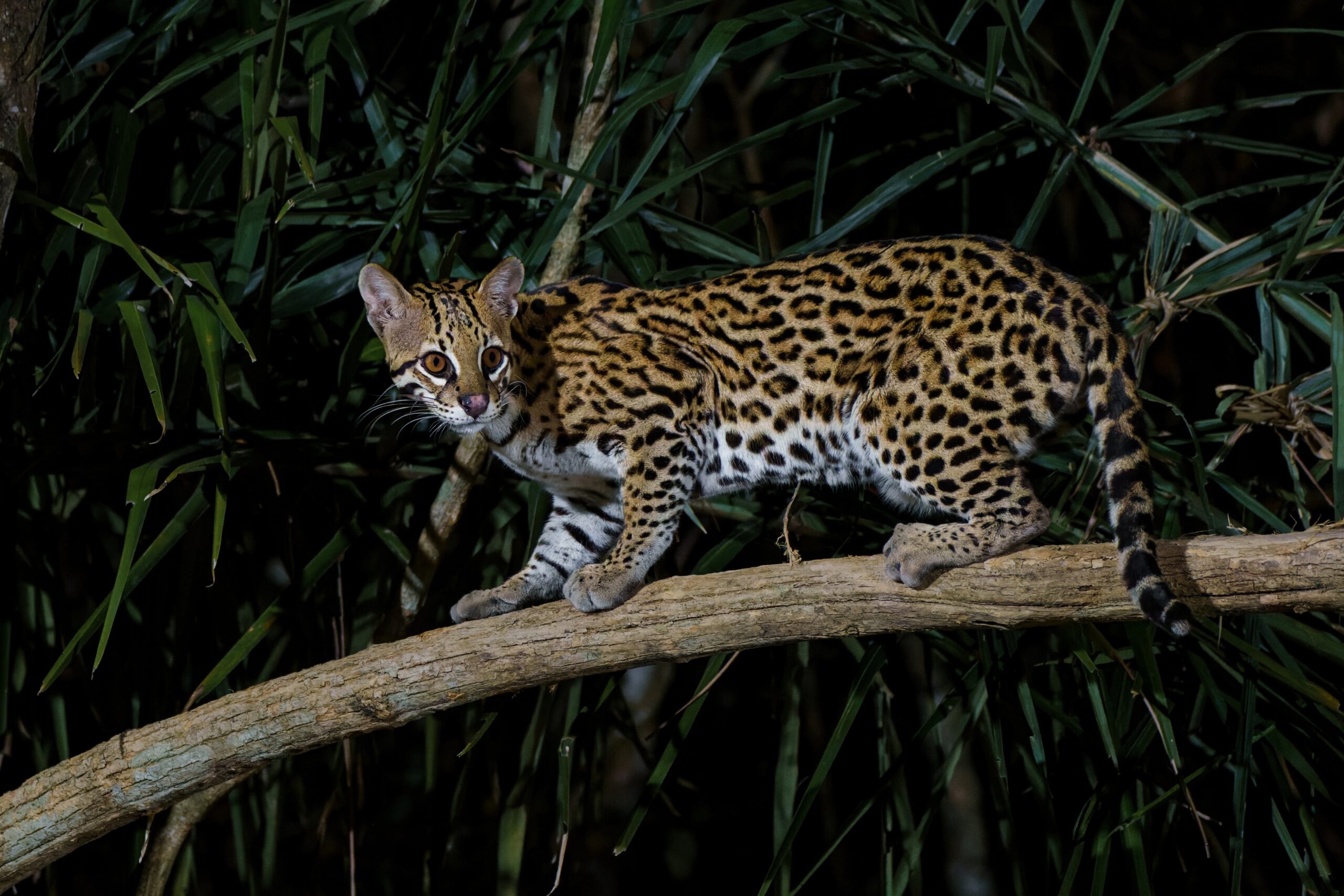 Ocelot