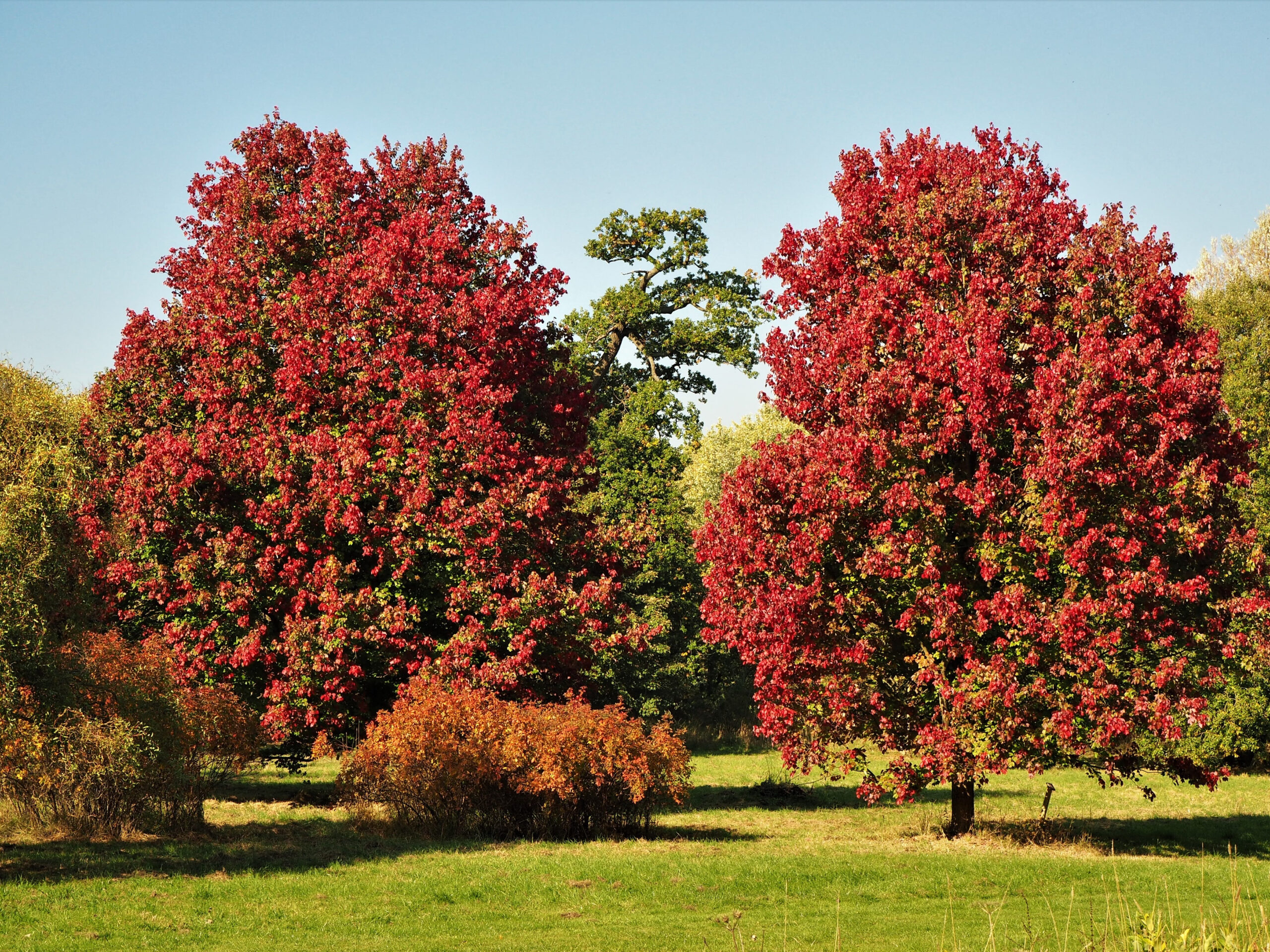 October Glory Maple (Acer rubrum 'October Glory')