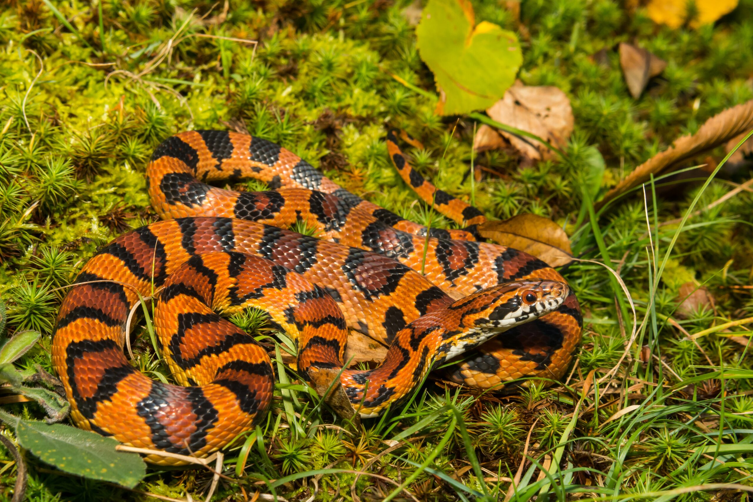 Okeetee Corn Snake