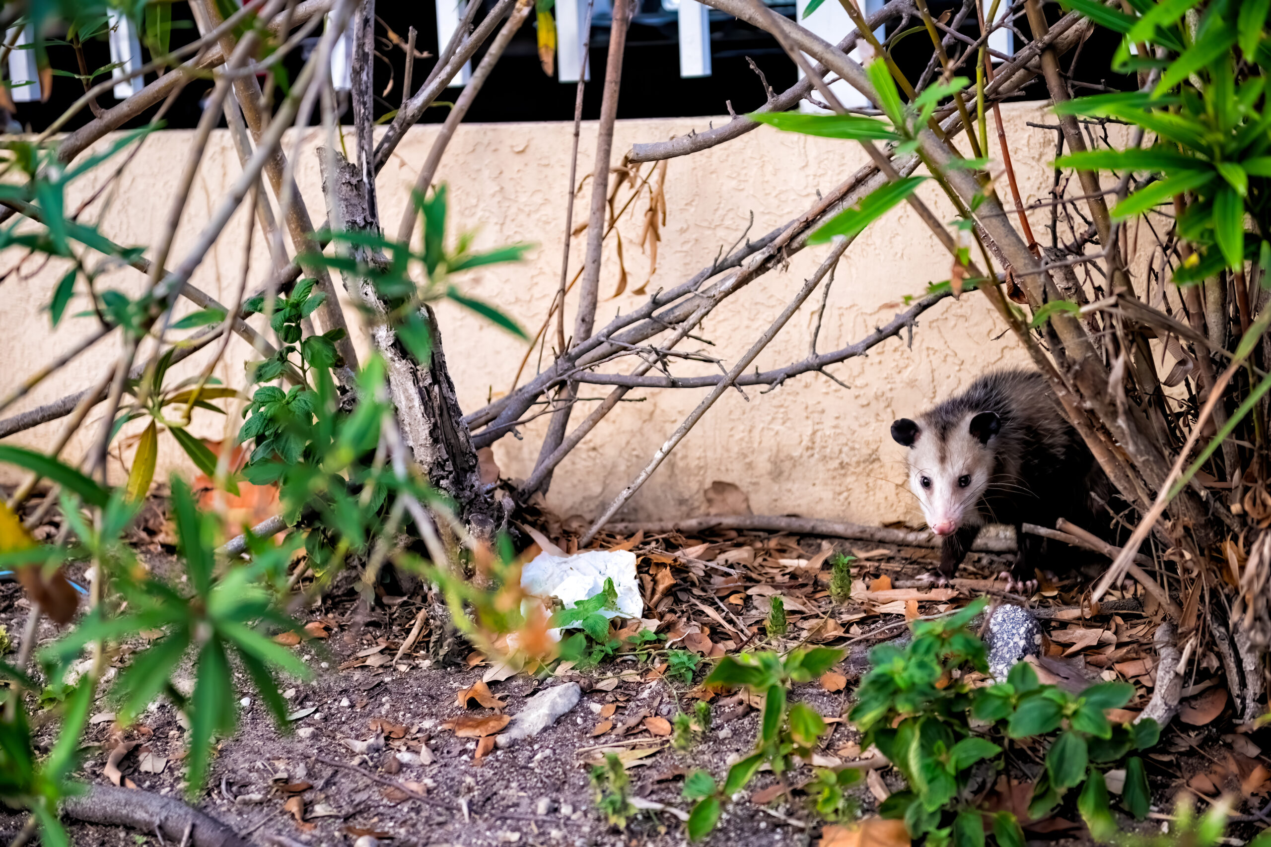 Opossum in the city