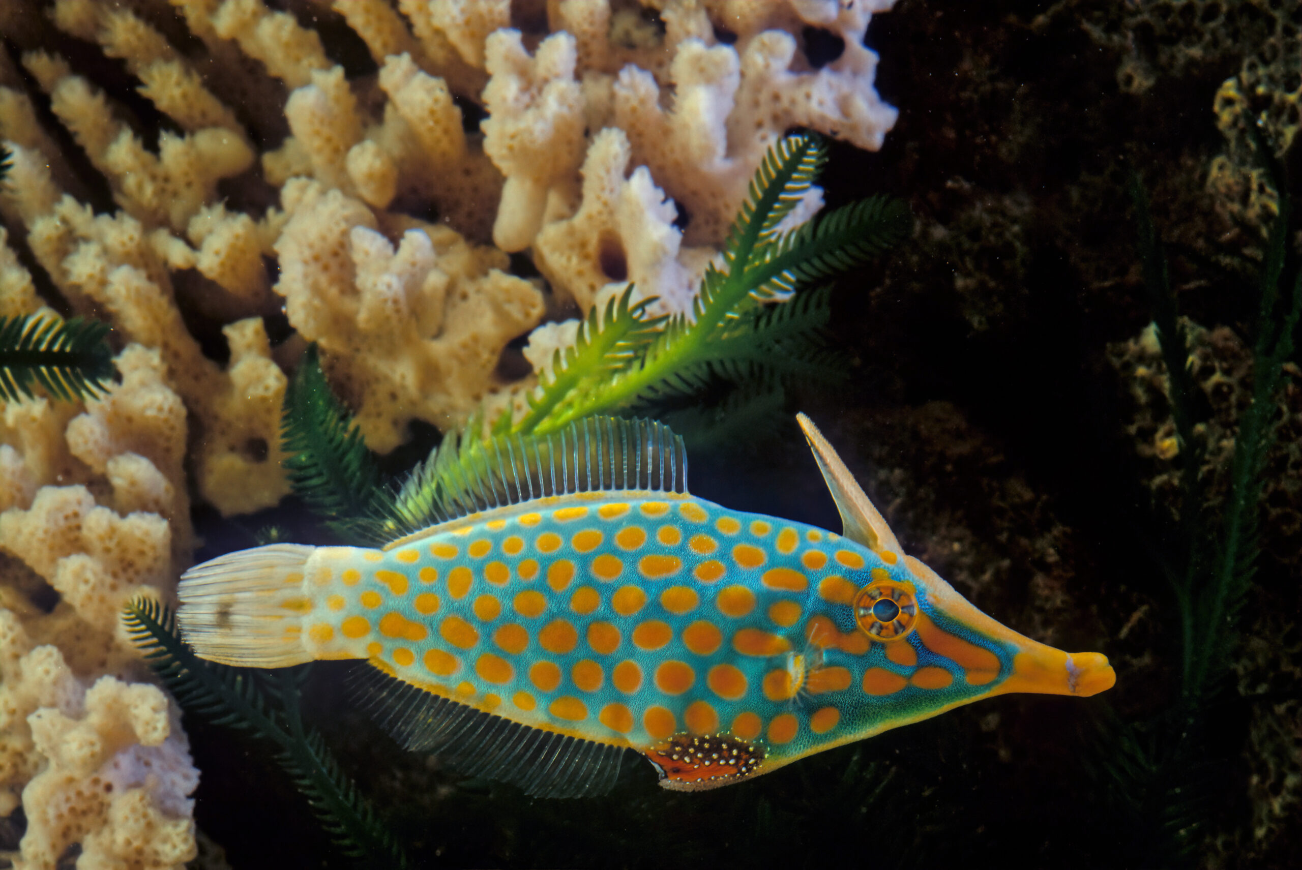 Orange-spotted Filefish