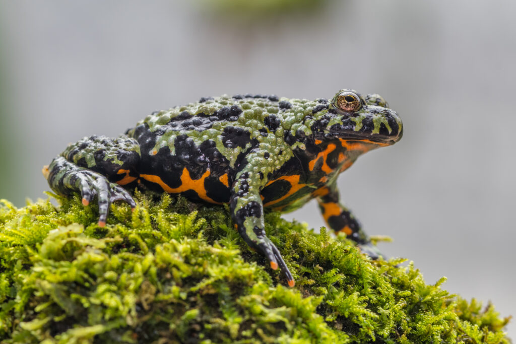 Oriental Fire-bellied Toad