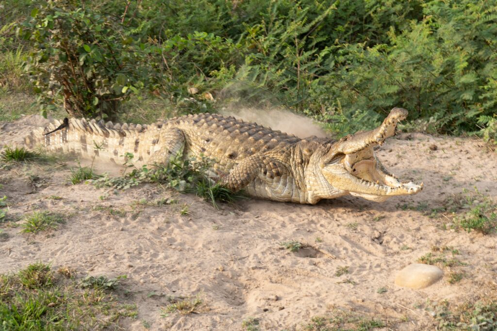 Orinoco Crocodile